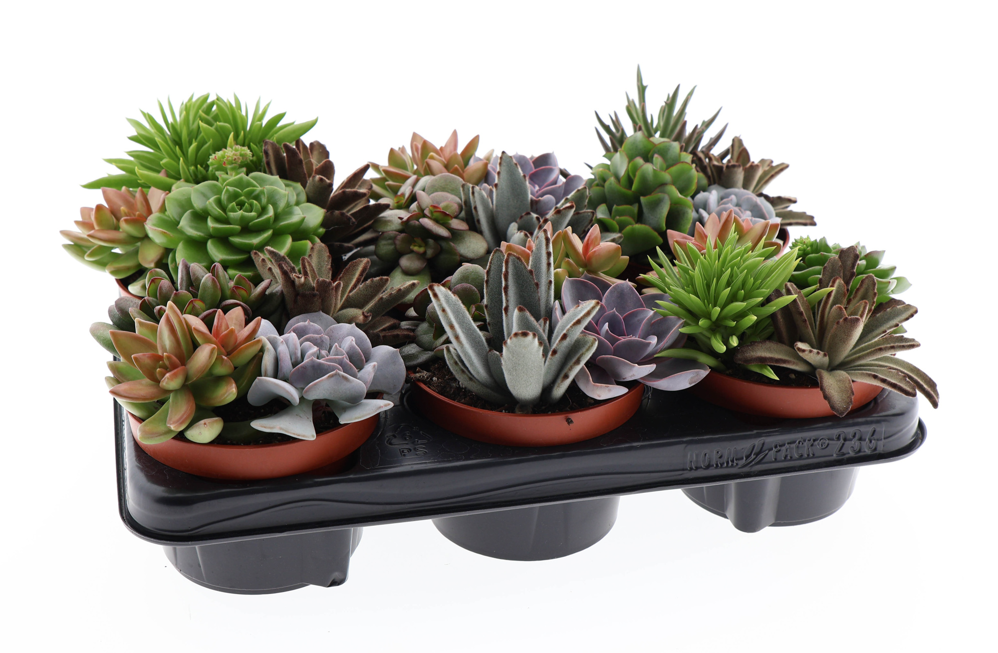 Succulenten mix trio, D 12