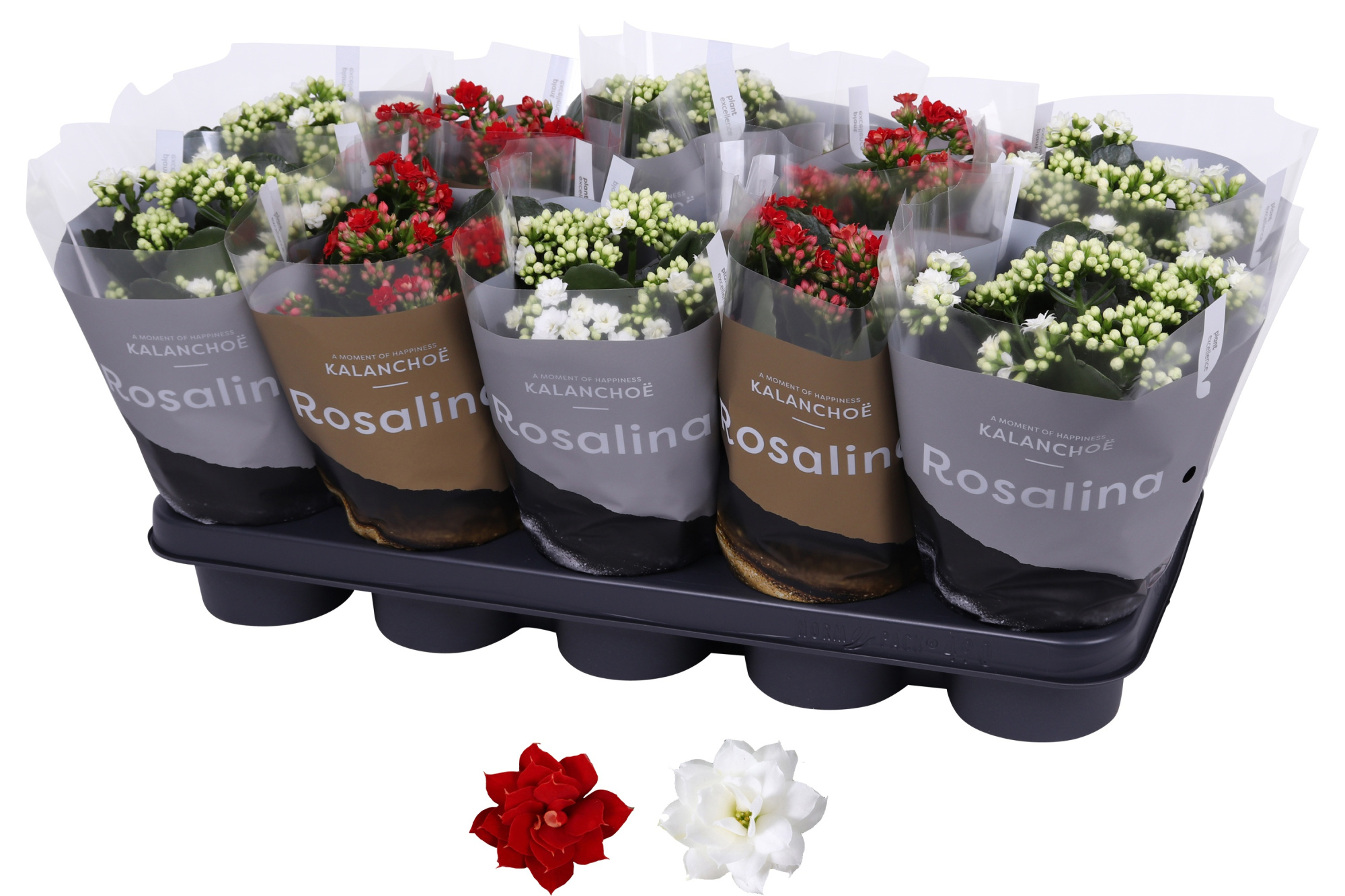 Kalanchoe Rosalina 12cm TST rood/wit, Goud en zilver hoes, D 12