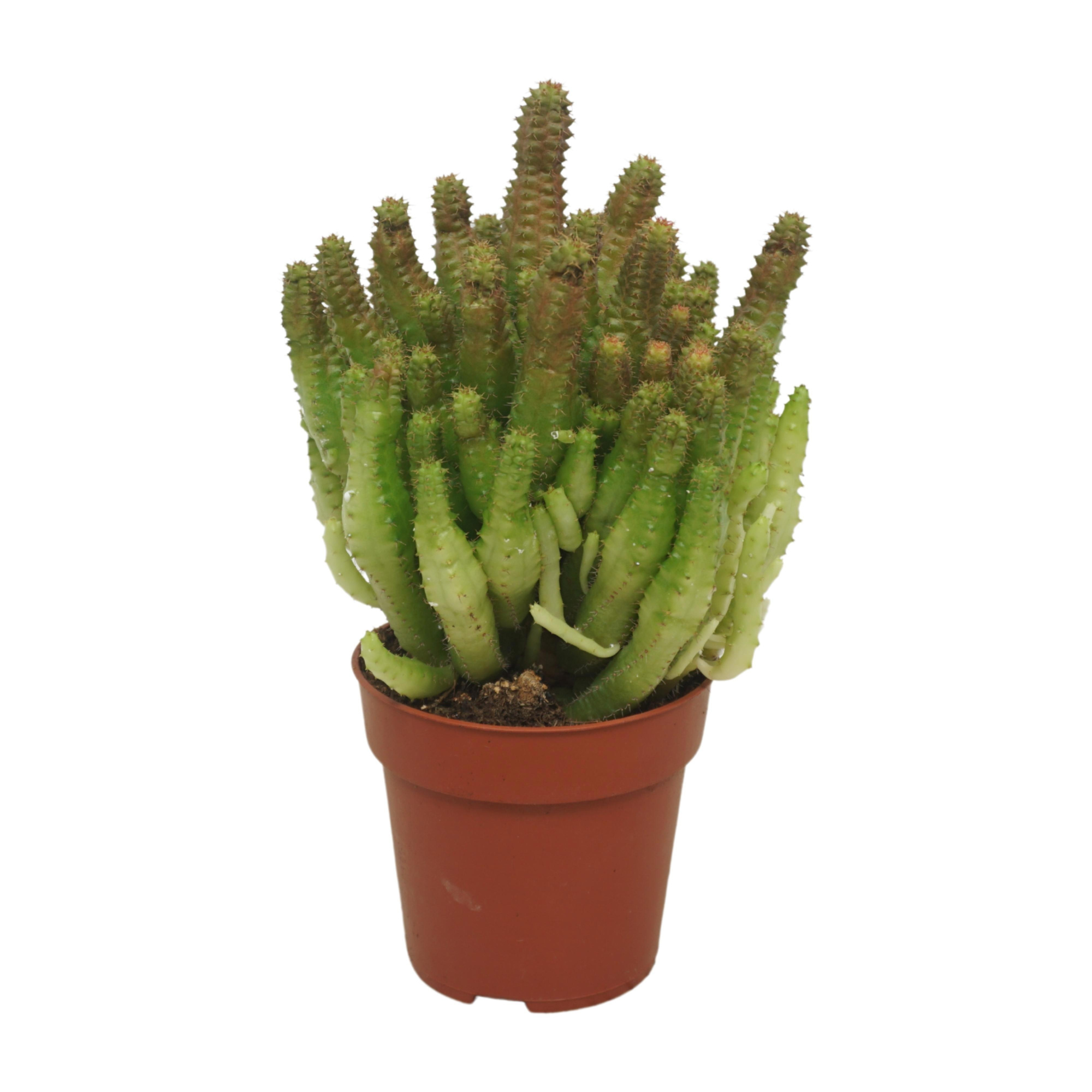 Euphorbia horrida minor 8,5 cm, D 8,5