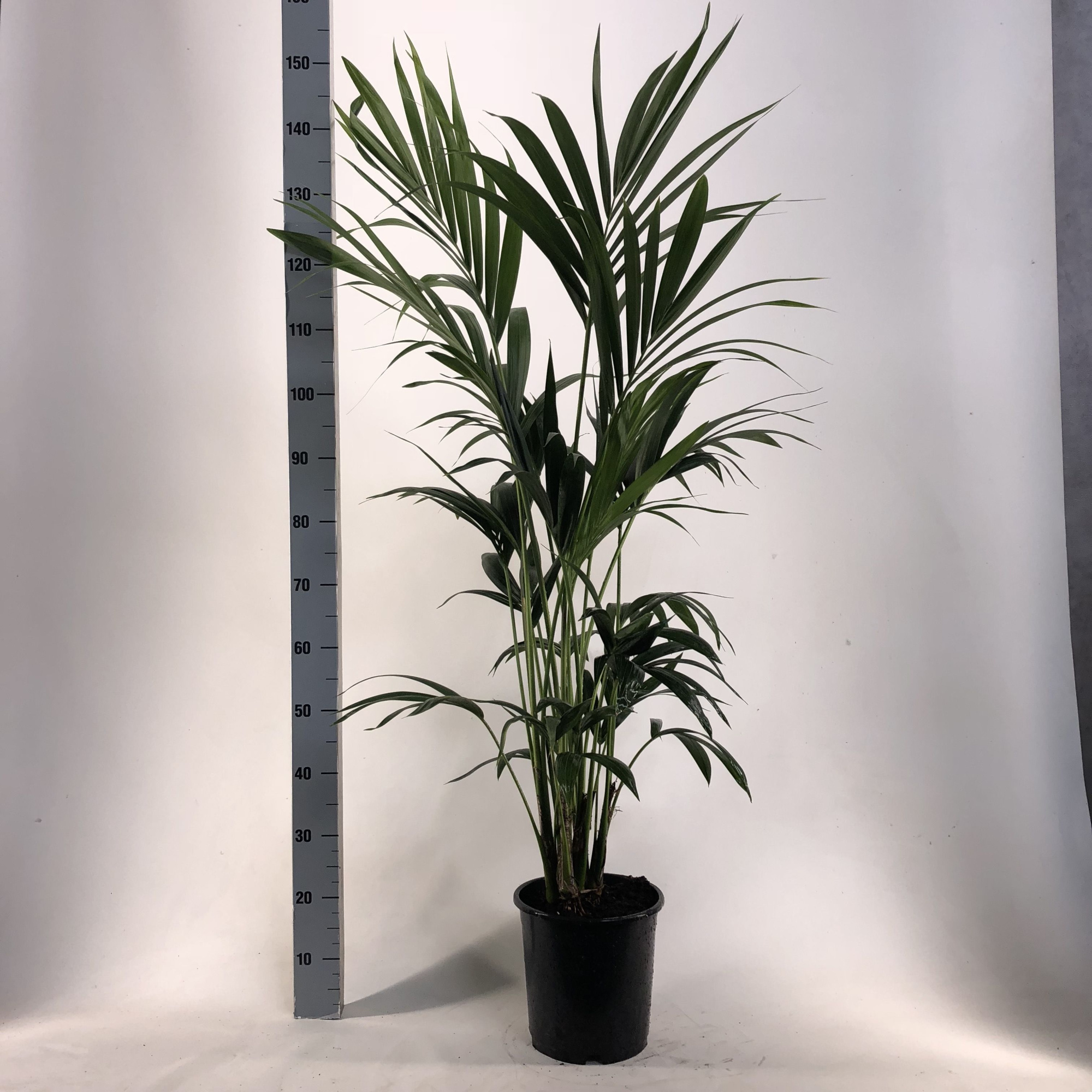 KENTIA - P24 H150 - 5PP - EcoLine (Howea forsteriana), D 24 cm
