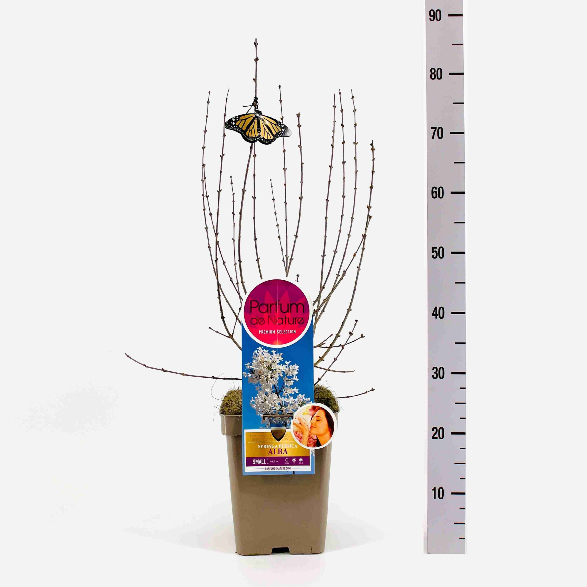 Syringa persica 'Alba', 'Premium Selection', C5, D 23