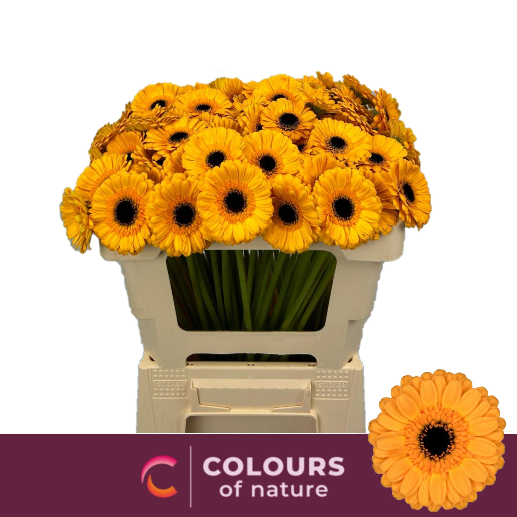 Гермини Твити, шт.