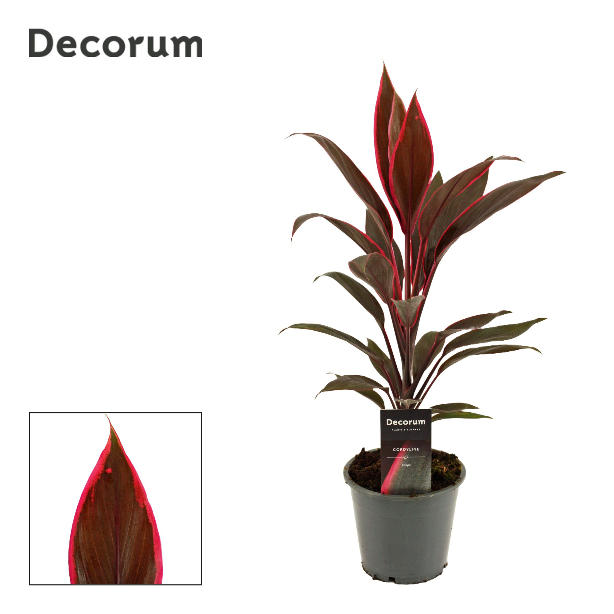 Cordyline Tango 12 cm ( Decorum ), D 12 cm