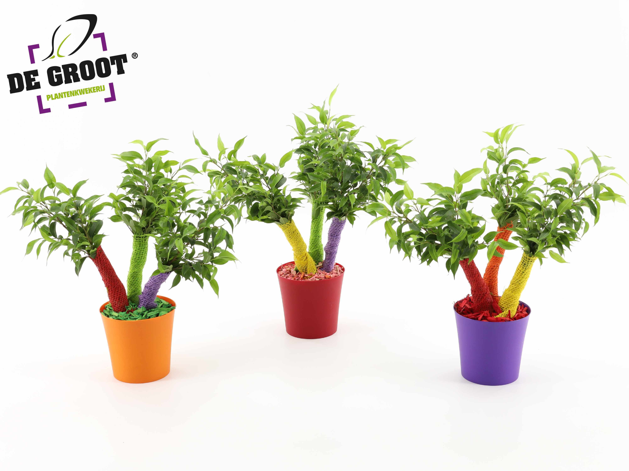 Ficus Crazy Tree "Summerstyle", D 12 cm