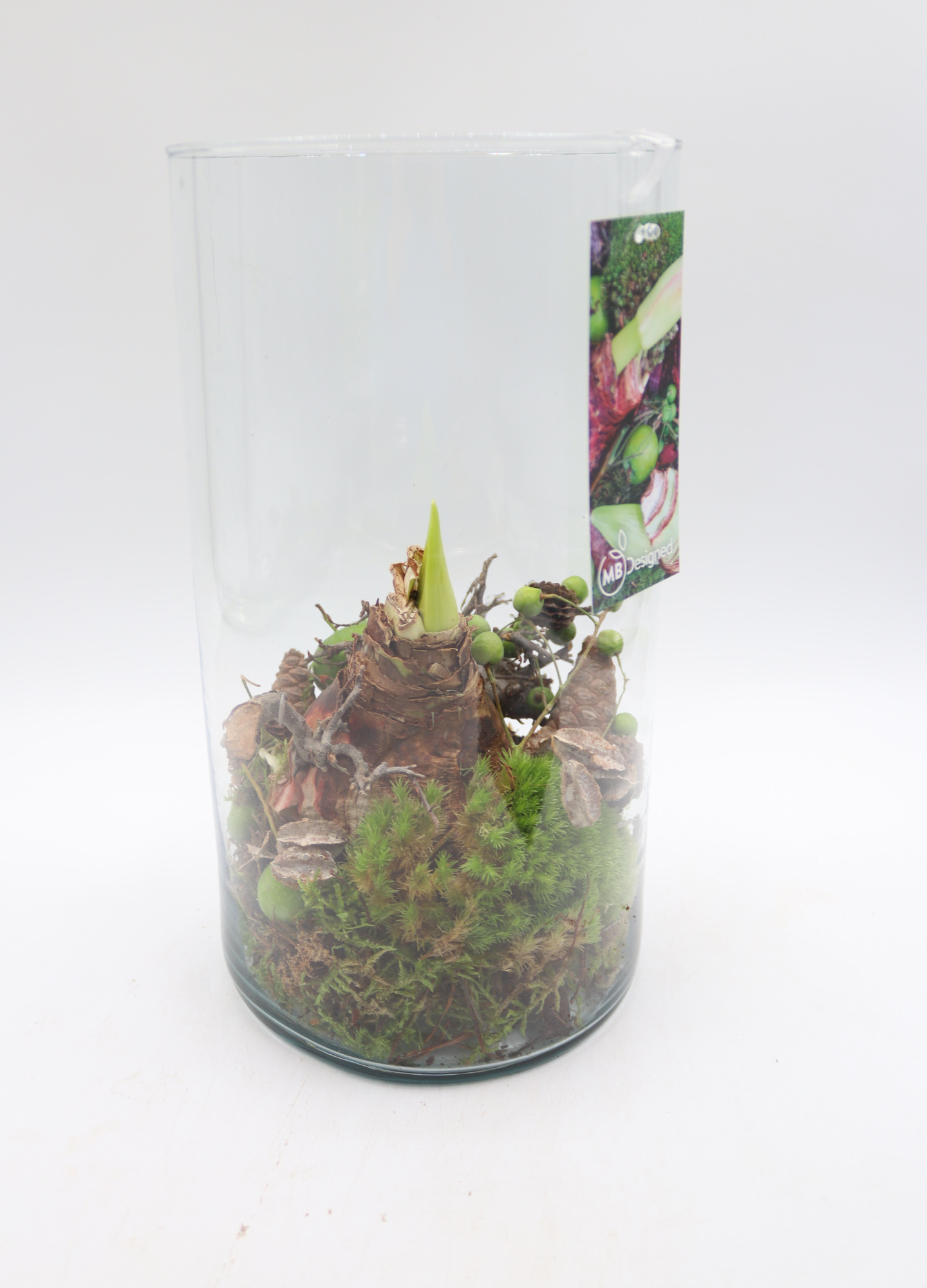 Amaryllis Cilinder hoog glas, D 16 cm