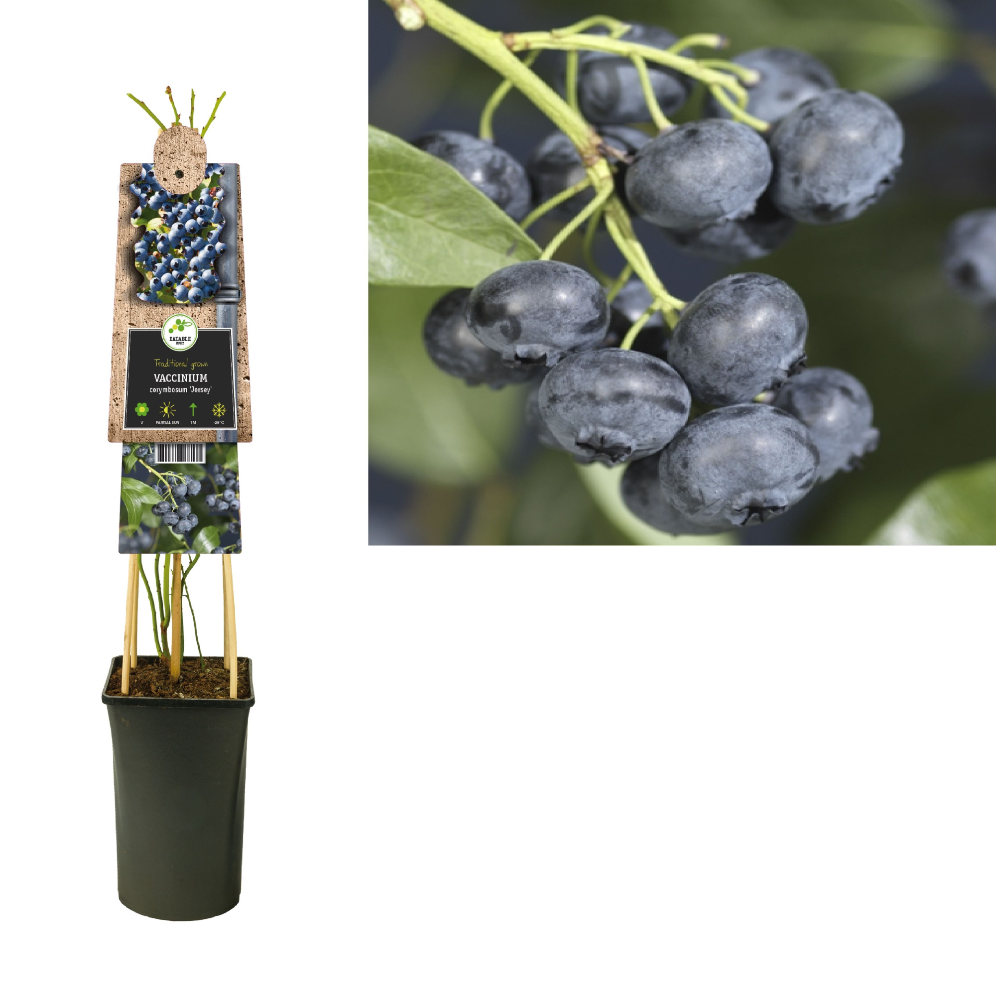Vaccinium corymbosum 'Jersey' +3.0 label, D 17