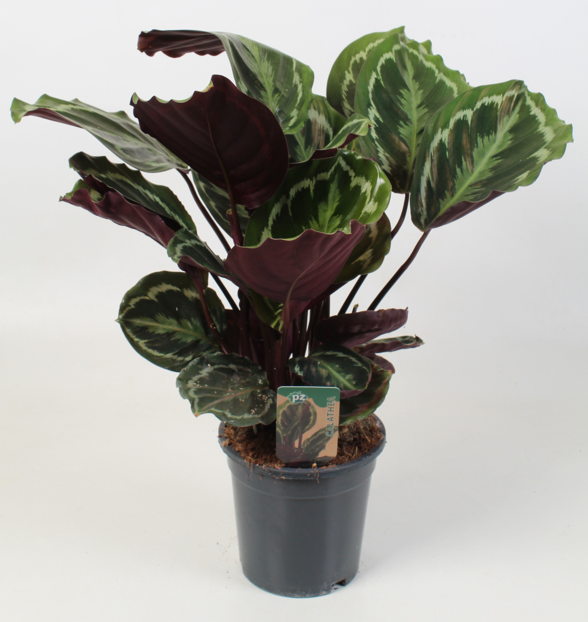 Calathea Medallion 21 cm, D 21 cm