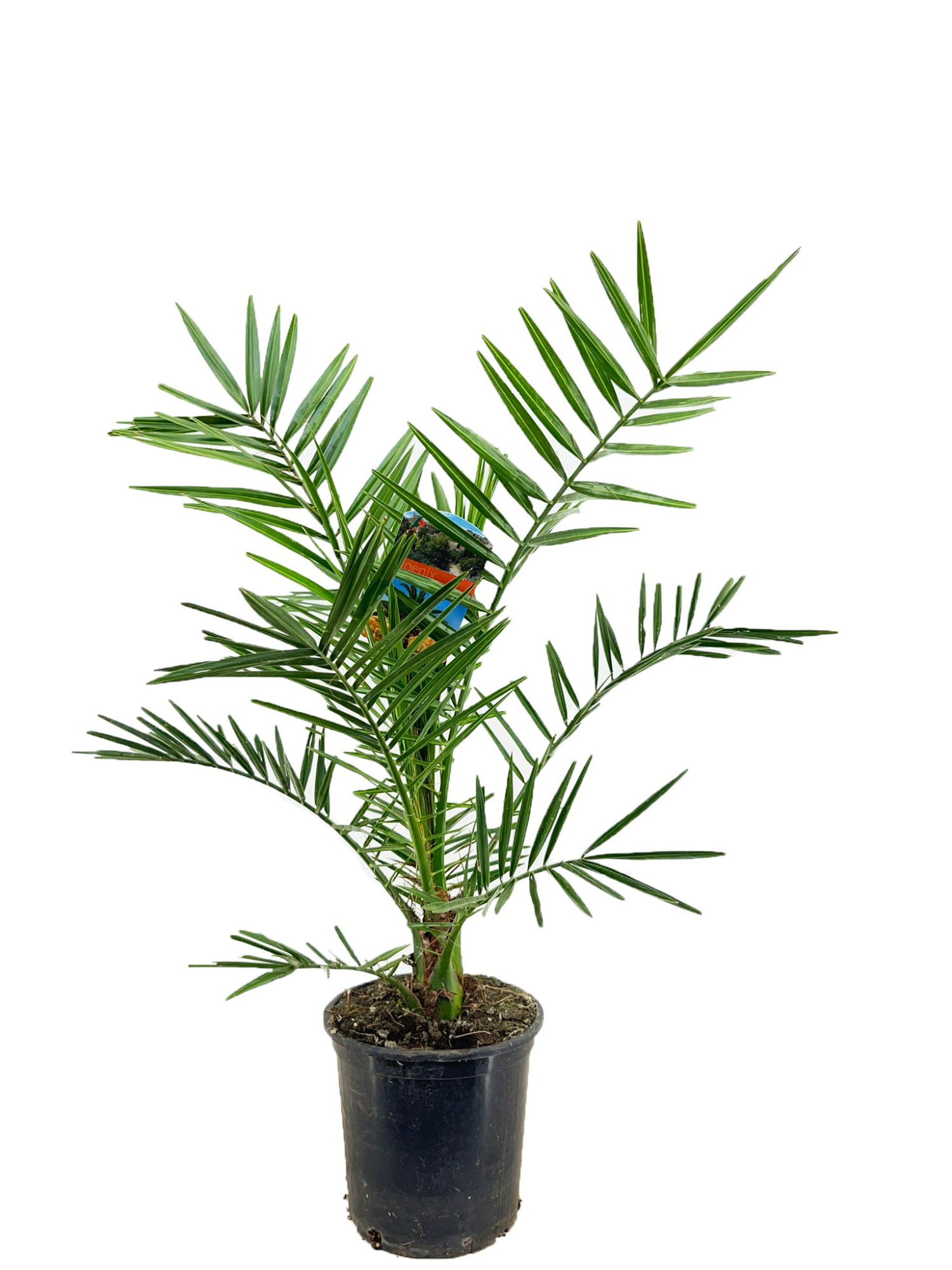 Phoenix canariensis, D 19 cm