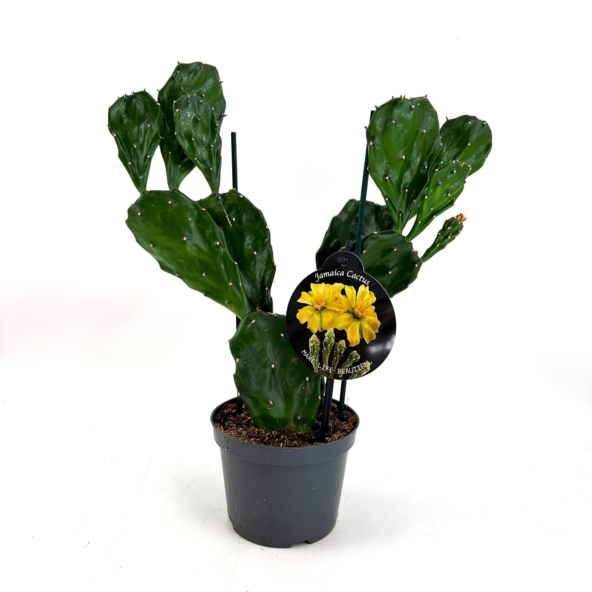 Opuntia 'Jamaica Cactus', D 12 cm