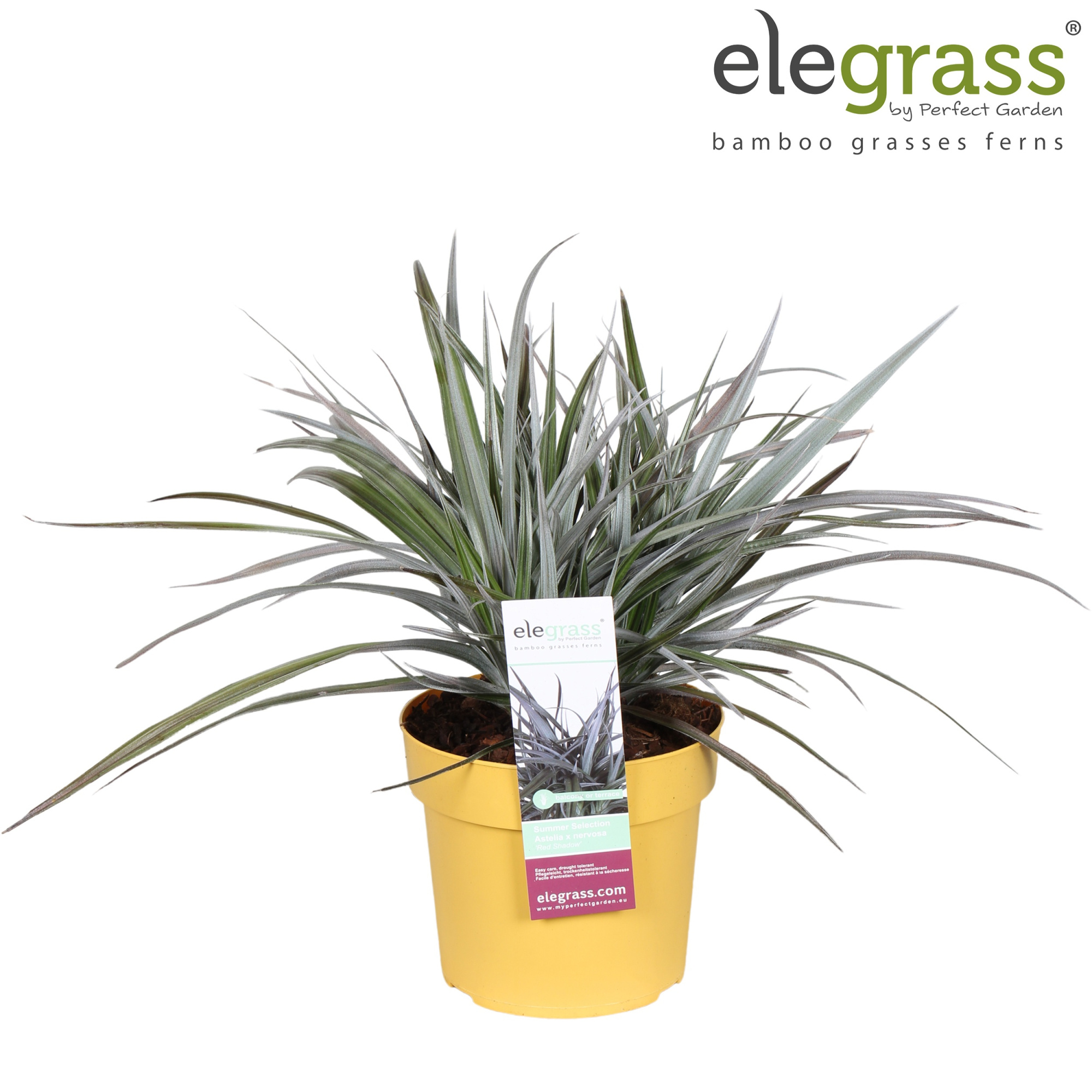 Astelia x nervosa 'Red Shadow' P19, D 19 cm