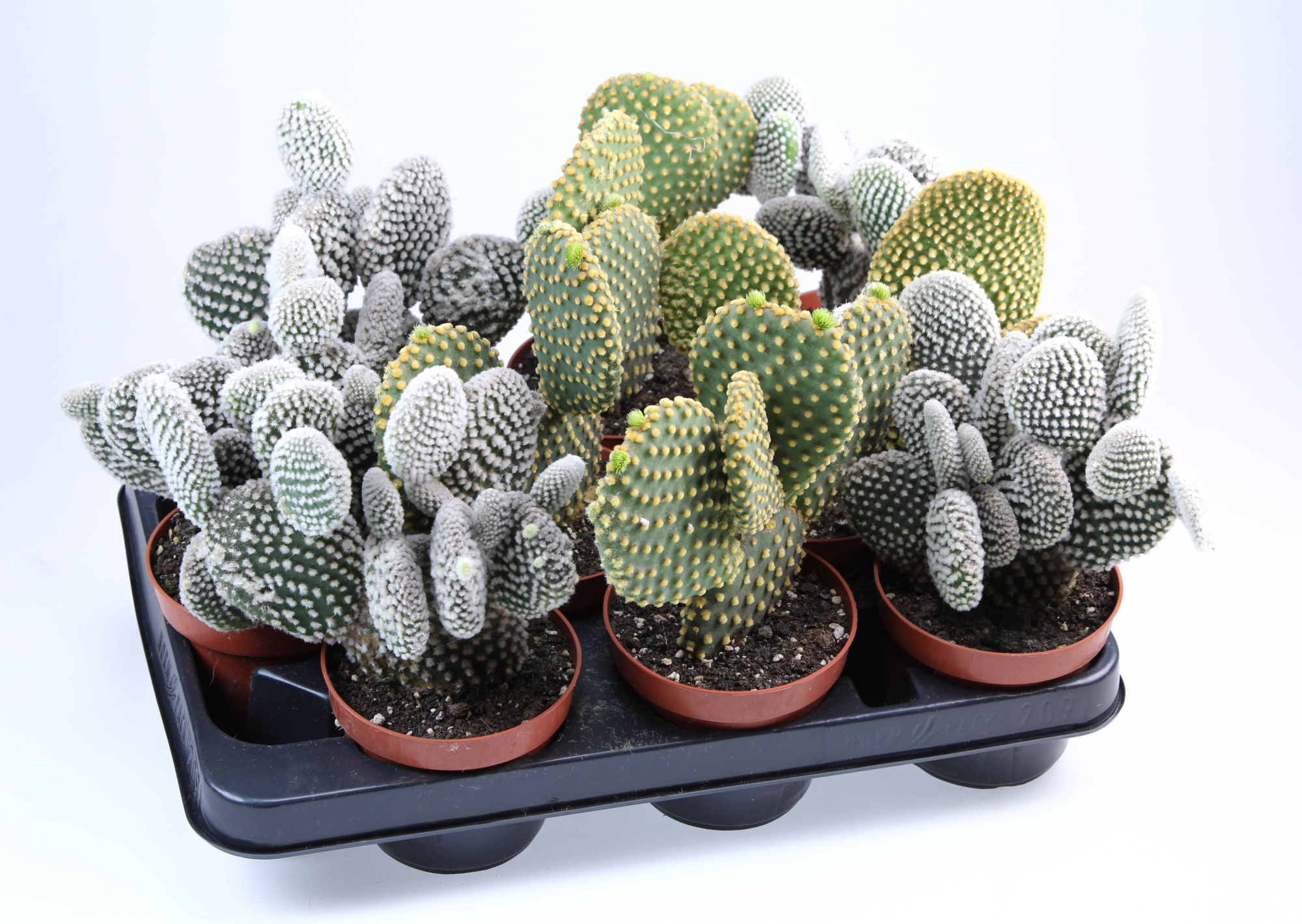 Opuntia mix, D 10,5 cm