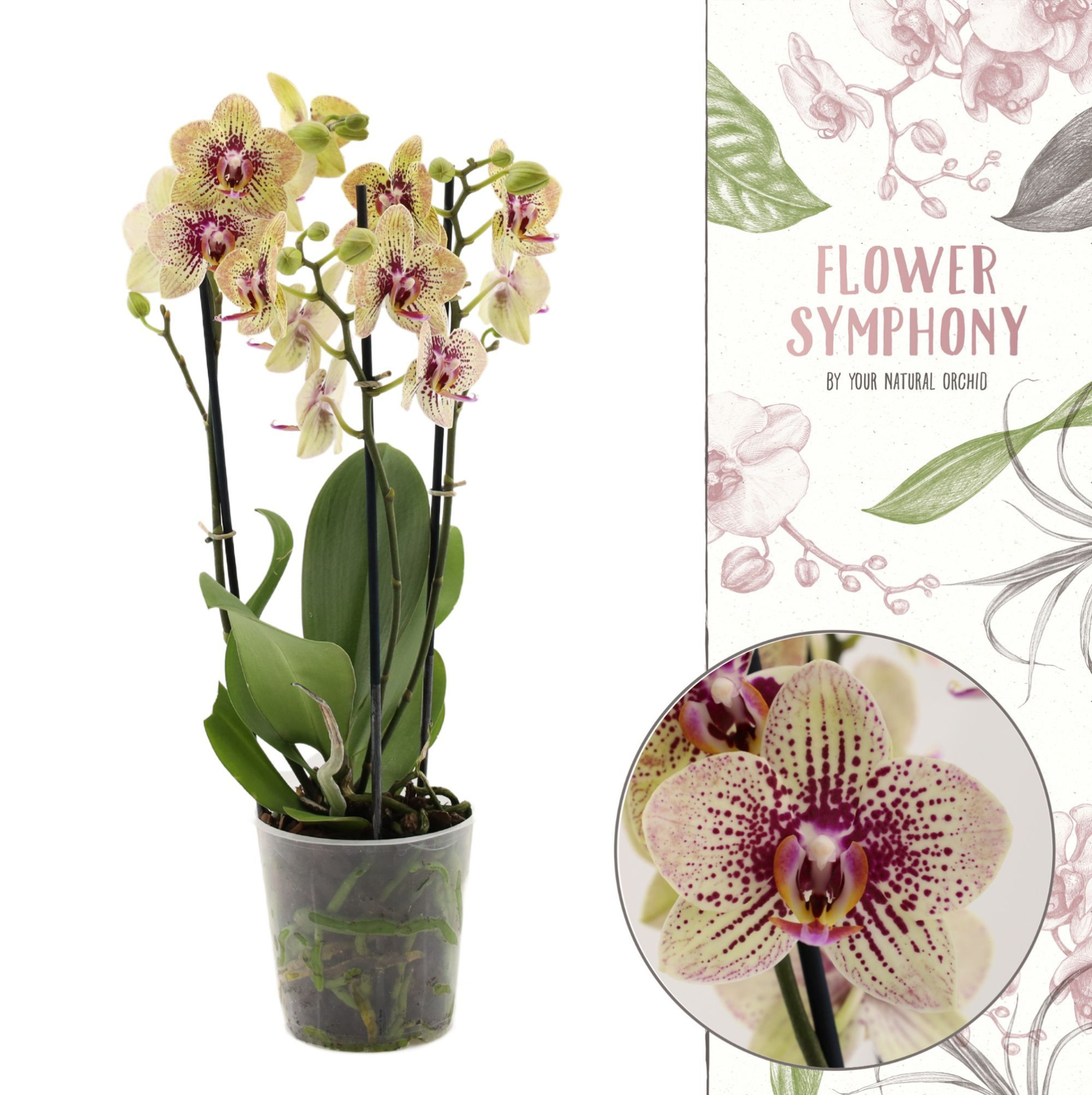 Flower Symphony | 108871 | Phalaenopsis 3 spike, D 12
