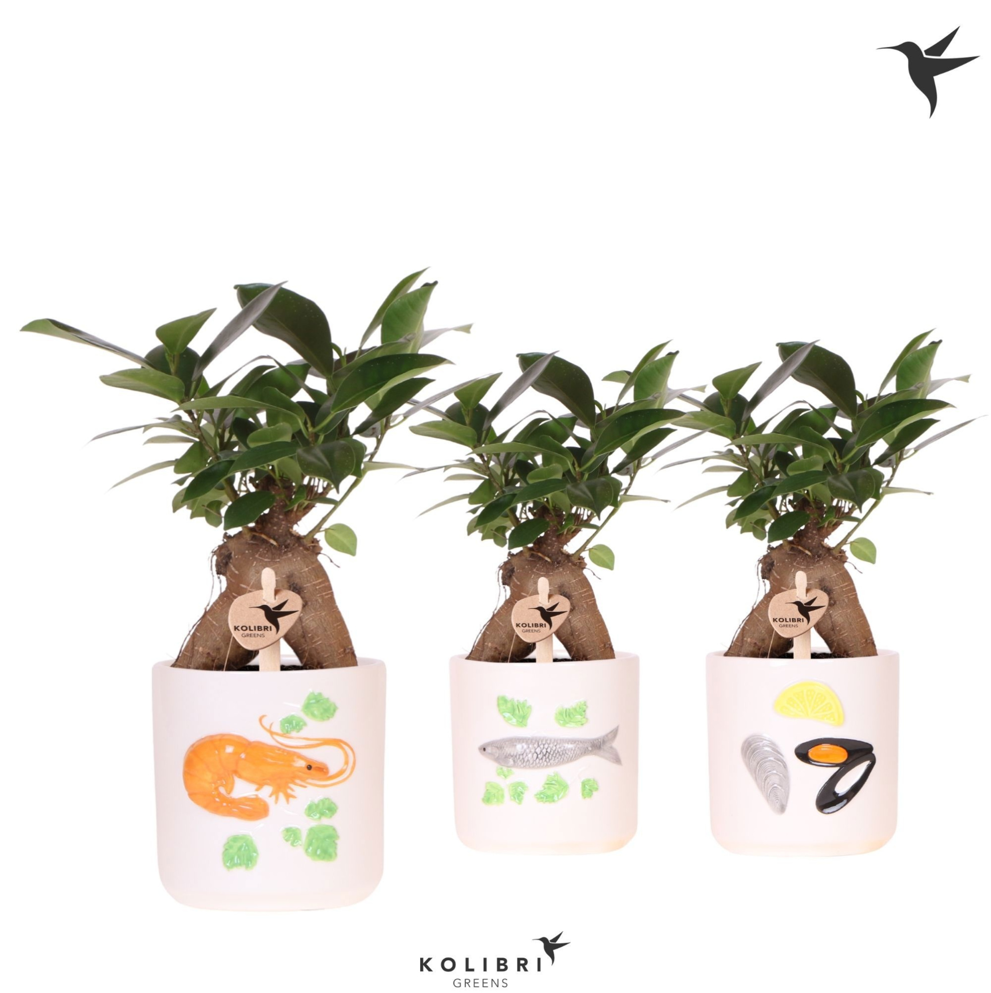 Kolibri Greens Ficus Ginseng Retusa in Fruits de Mer pot mix, D 9 cm