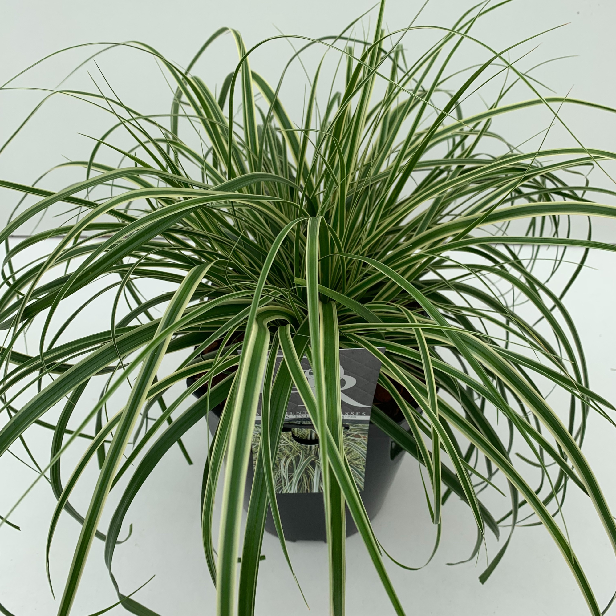 Carex 'Evercream', D 23 cm