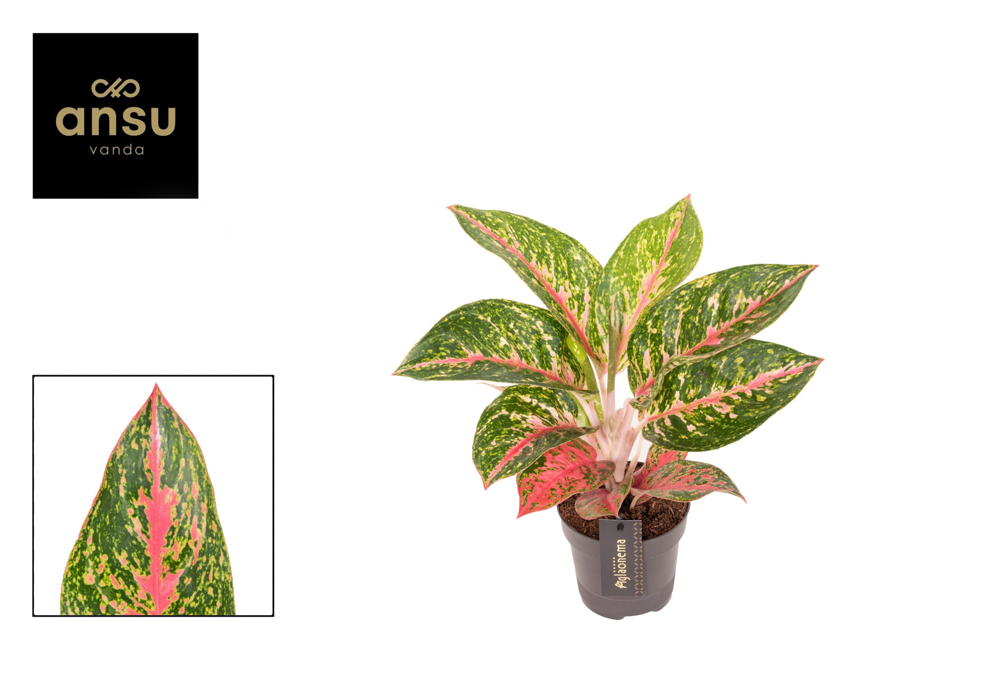 Aglaonema Avocado Red, D 12 cm