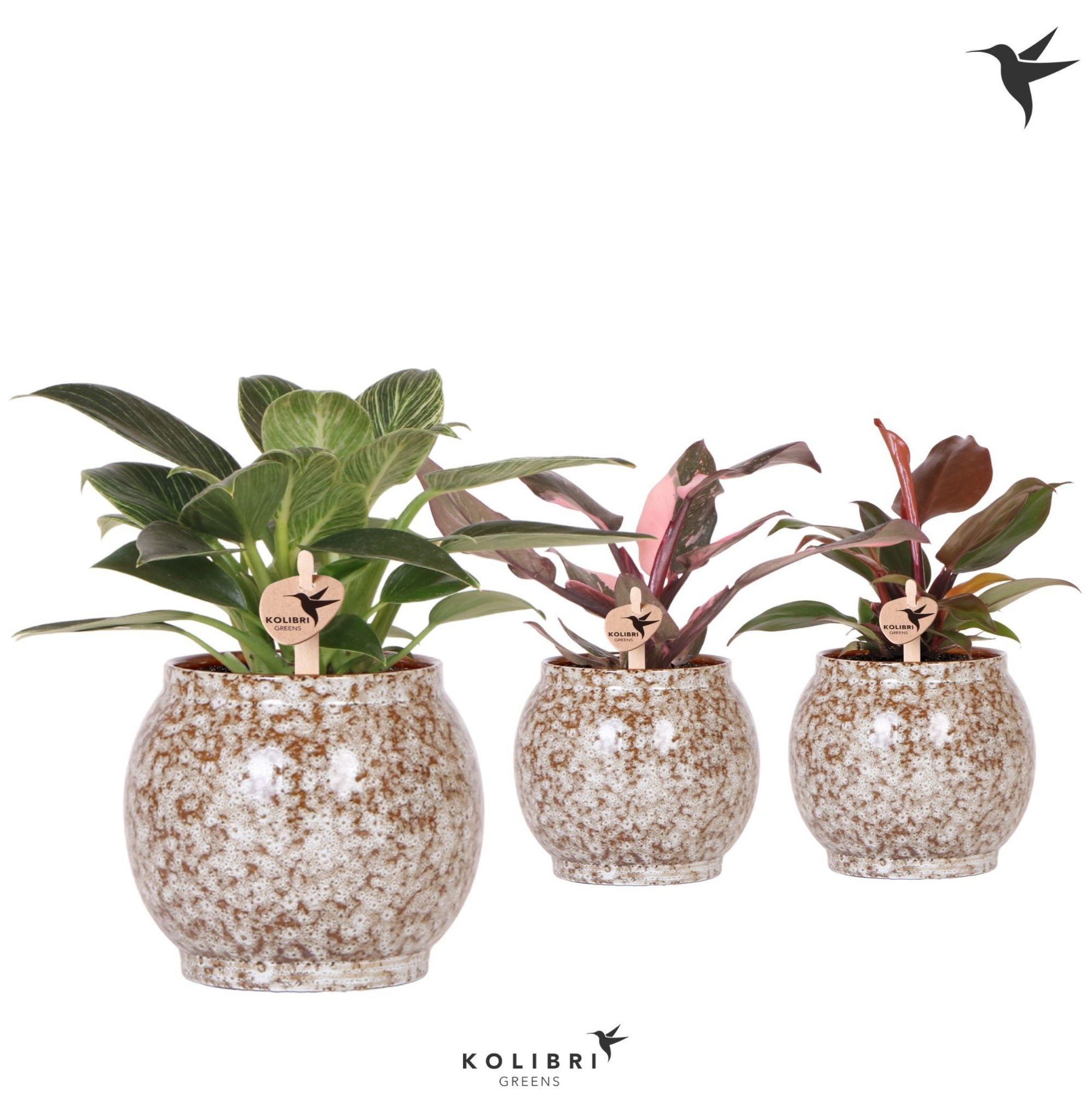 Kolibri Greens Philodendron mix in Safari pot, D 9 cm