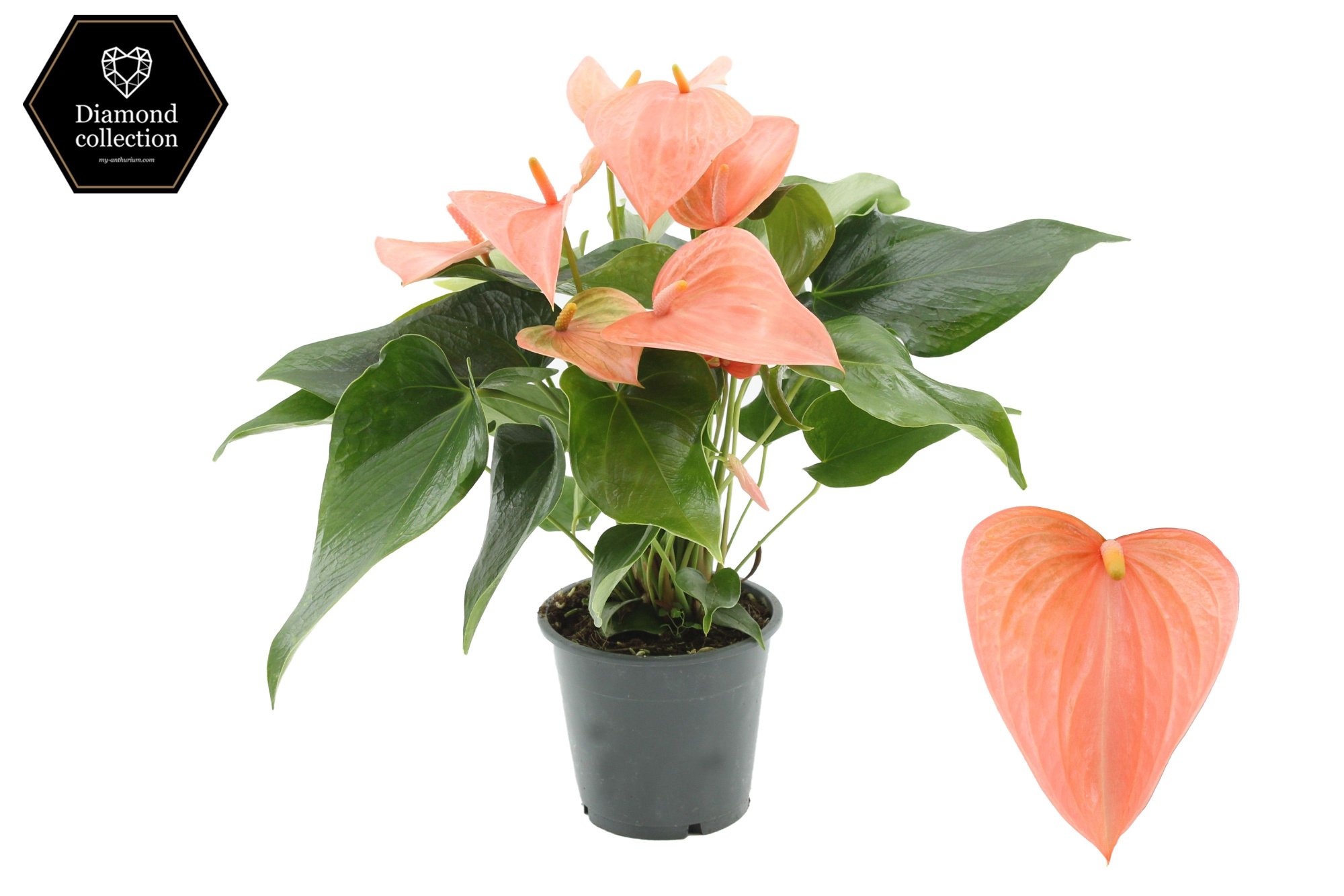 Anthurium Festivo Lux in transparant sleeve, D 12 cm