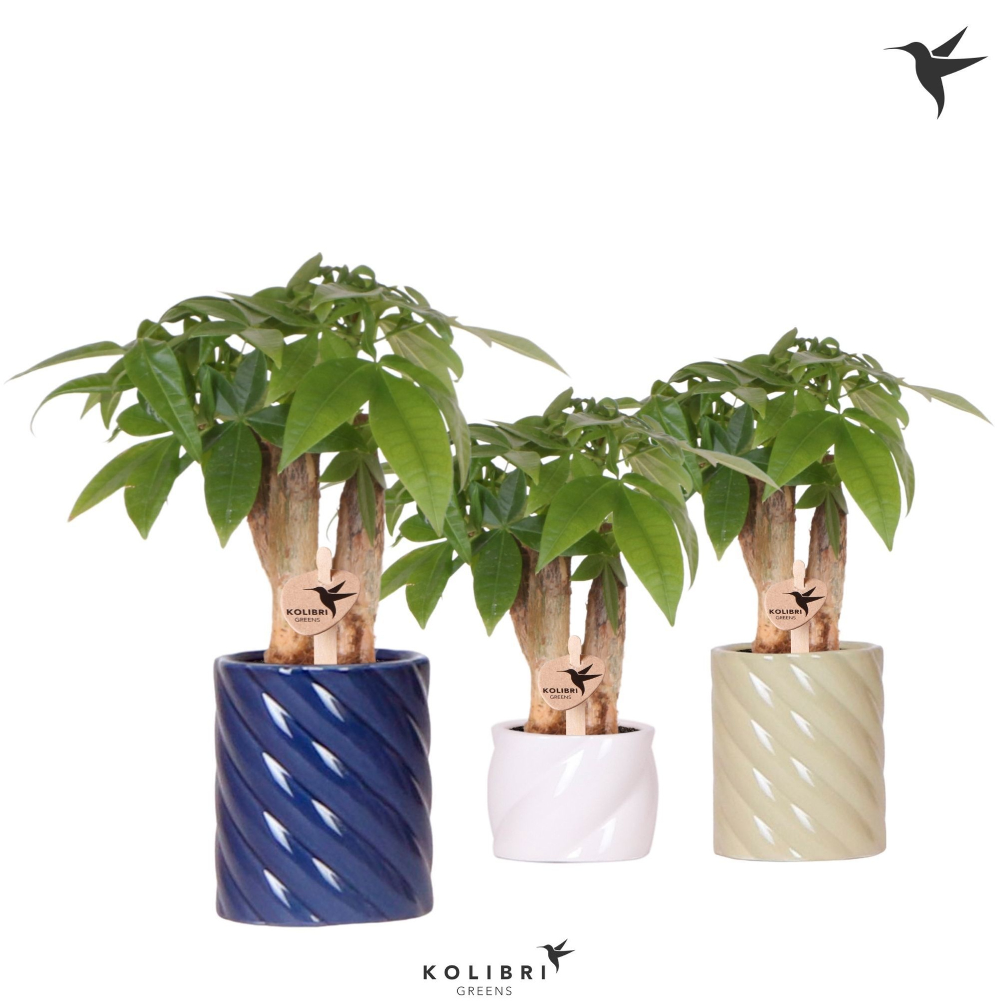 Kolibri Greens Pachira in Candy pot blue mix, D 6