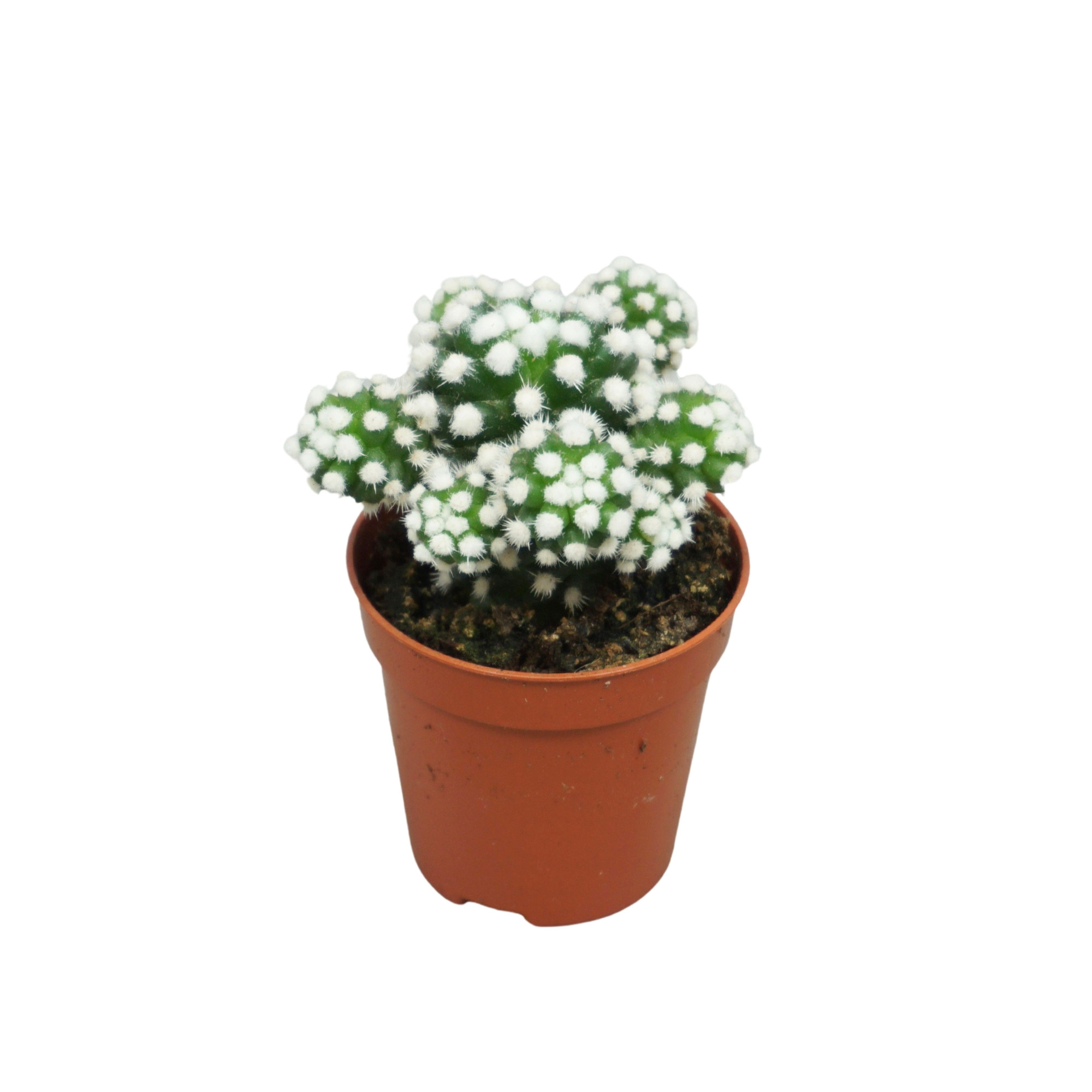 Mammillaria gracilis 'Snow cap' 5,5 cm, D 5,5 cm