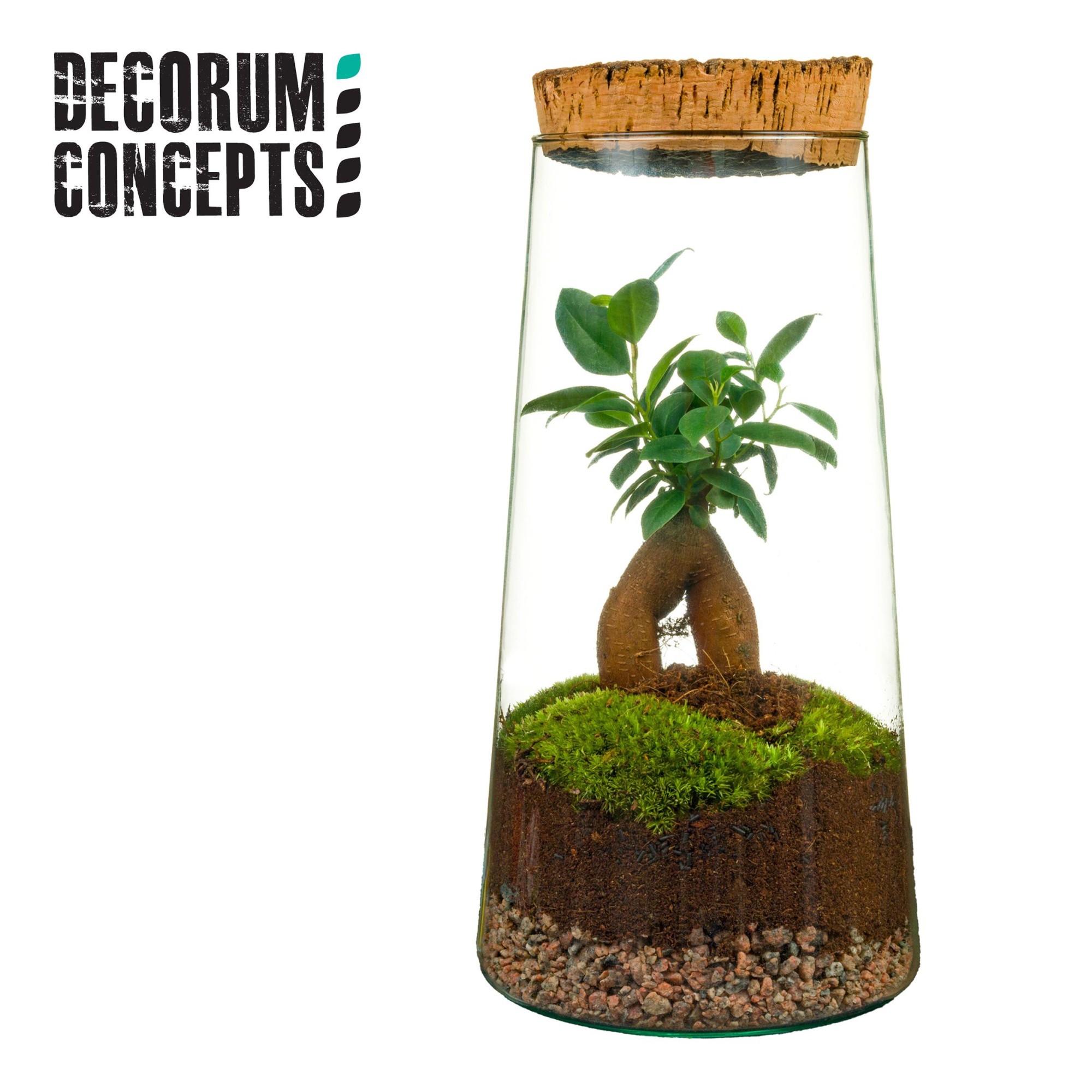 Terrarium Triton (Decorum concepts), D 15 cm