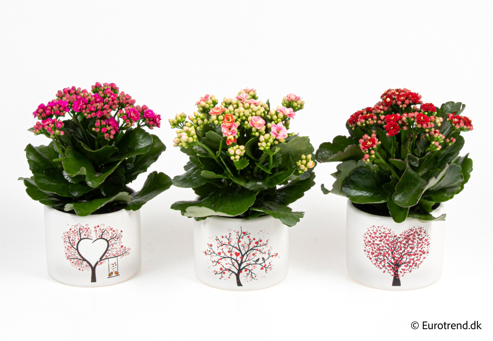 Kalanchoe Roseflowers in Valentine ceramic 2026, D 10,5