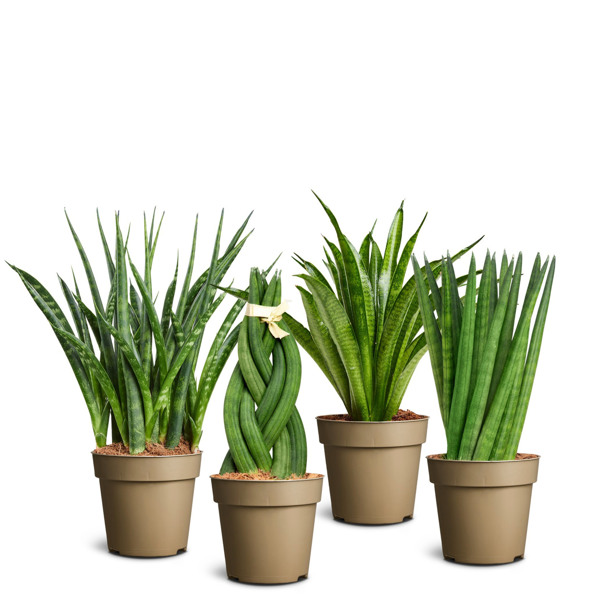 Sansevieria 'Grass of steel' Collection, D 9