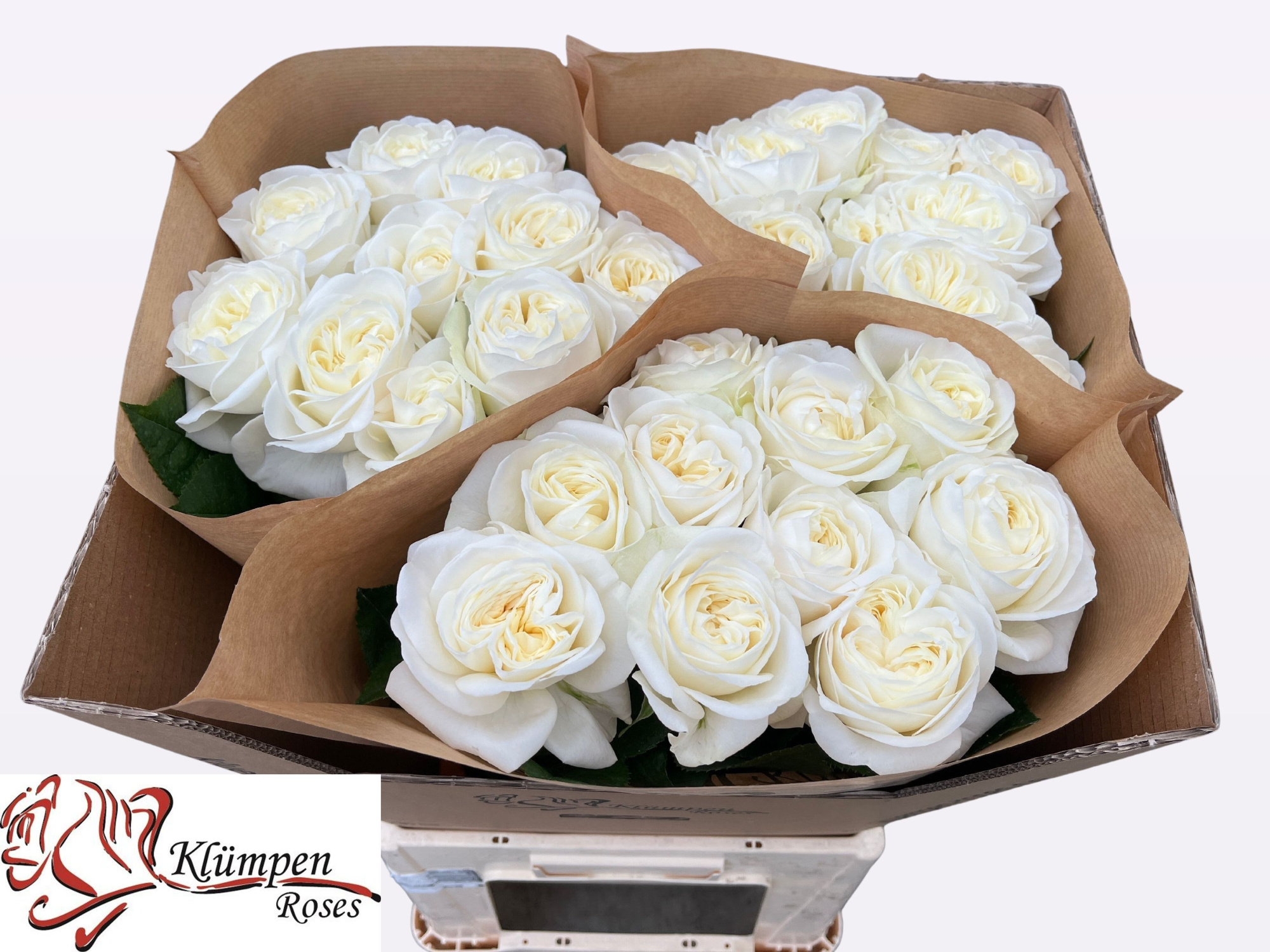 Роза од. Чик Вайт! 70, шт.