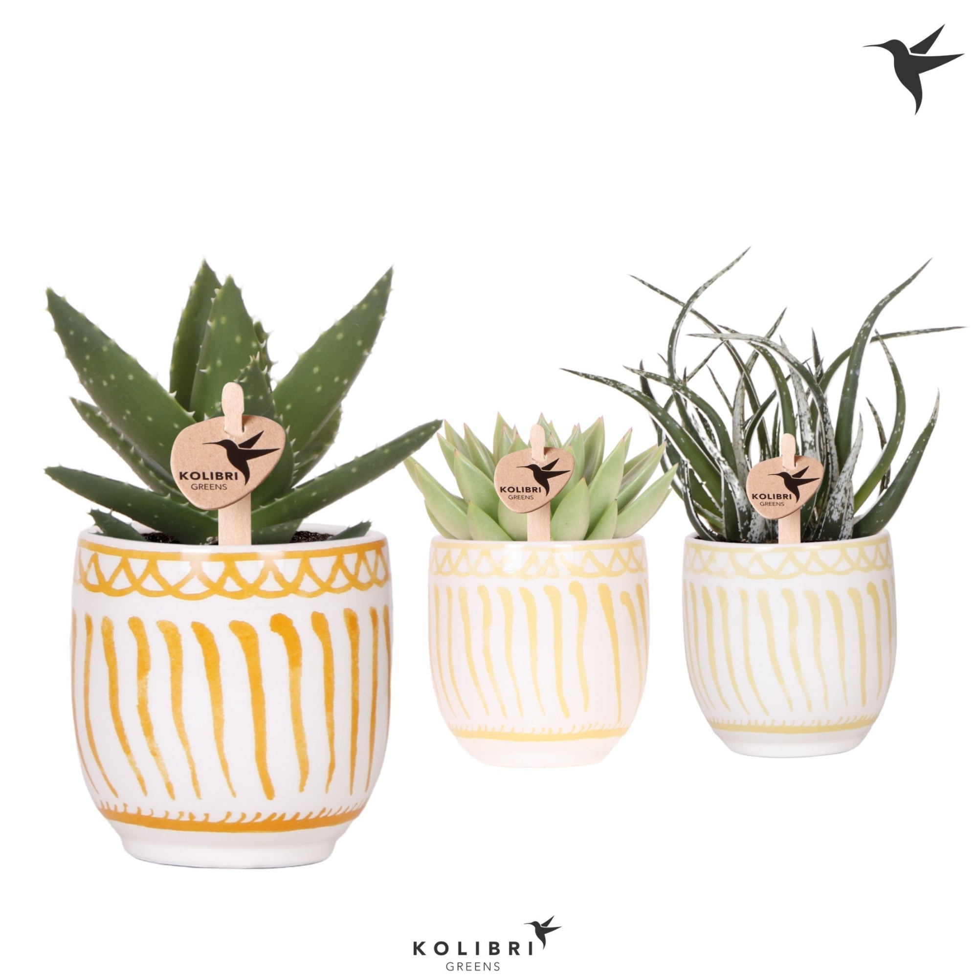 Kolibri Greens Succulenten mix in Granada pot yellow mix, D 9 cm