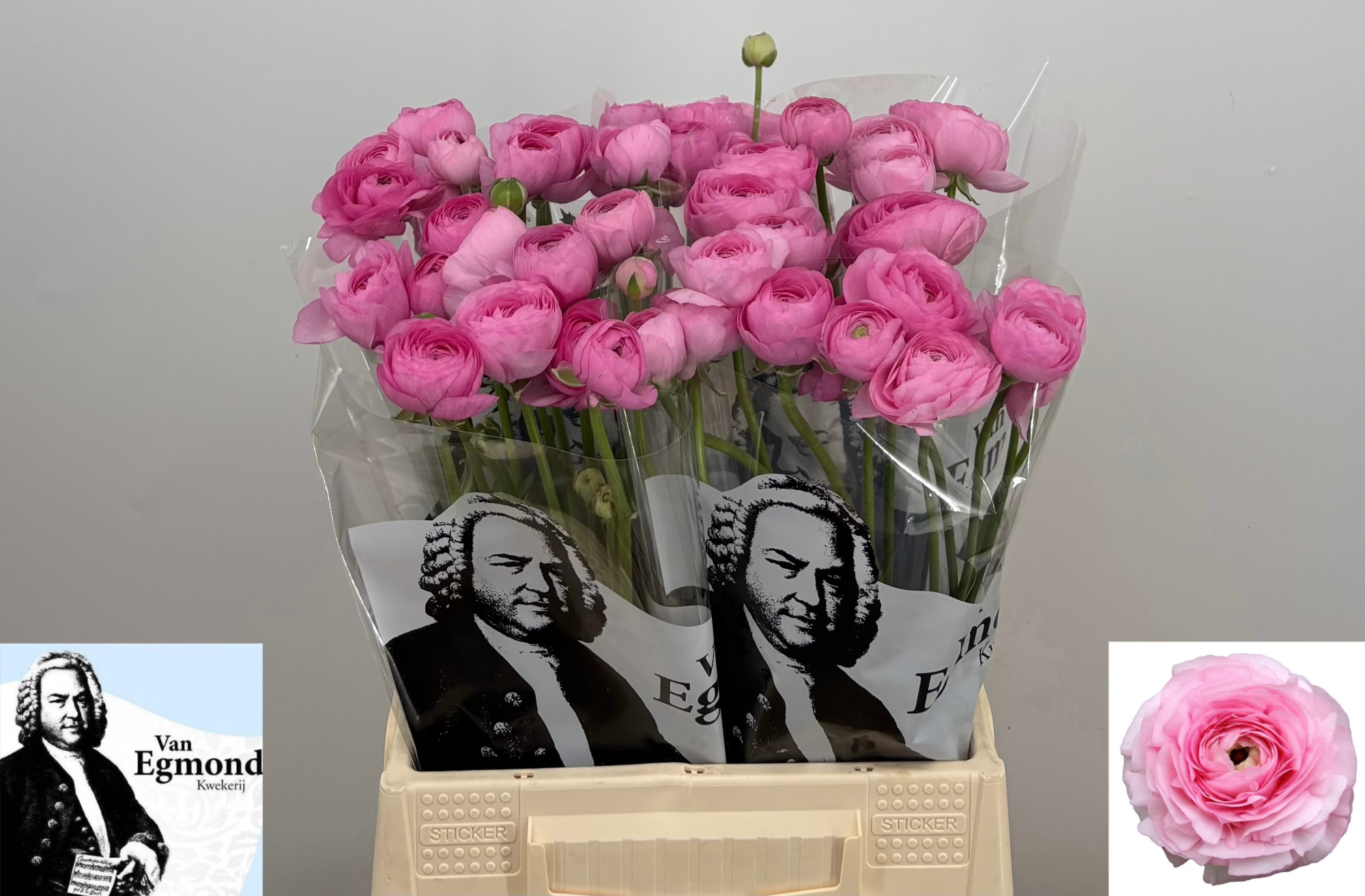 Ранункулус Амандин Маршмеллоу 45, шт.