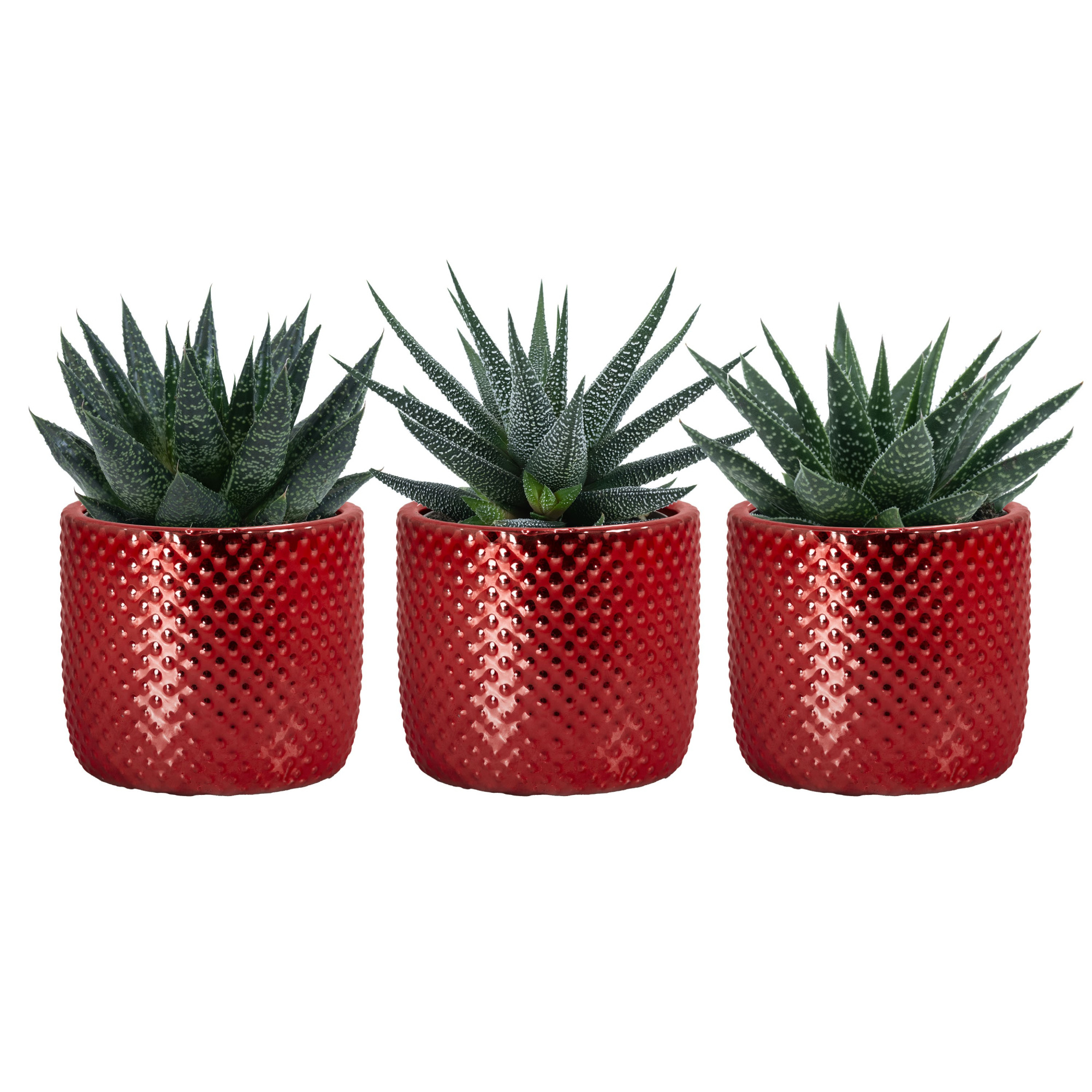 Darwin elec. Red with Succulent mix, D 6