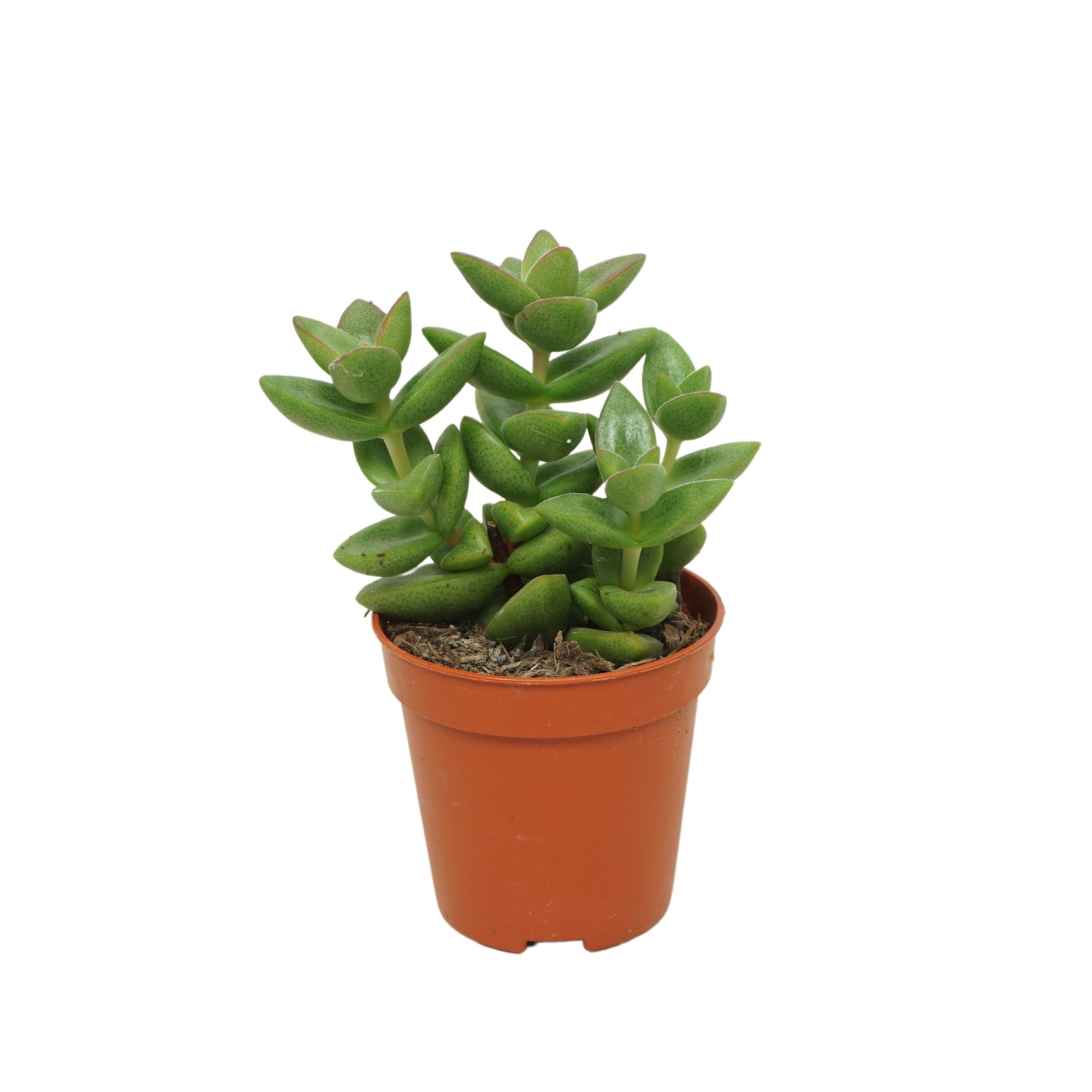 Crassula perforata 'donker groen' 5,5 cm, D 5,5 cm