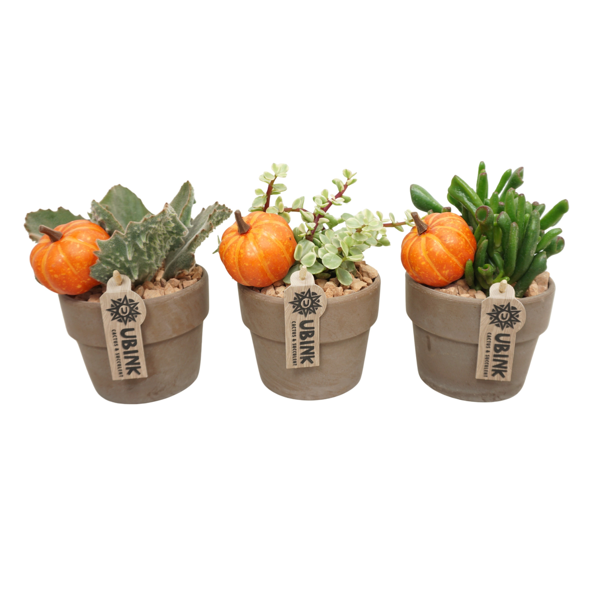 Herfst arrangement in 12 cm 'Grijze Kraagpot', D 12 cm