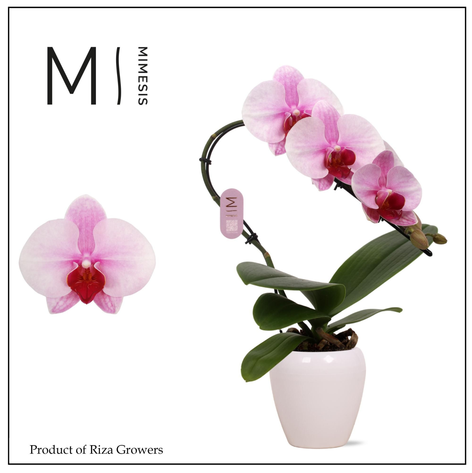 Phalaenopsis Swan Blush 1 spike – 7cm in Martine White Ceramic | Mimesis, D 7 cm