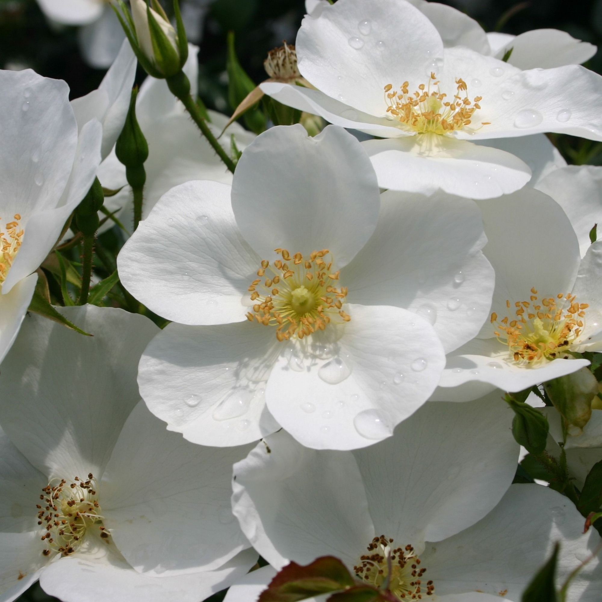 Rosa (P) Escimo ®, stam 70, C7.5, D 26