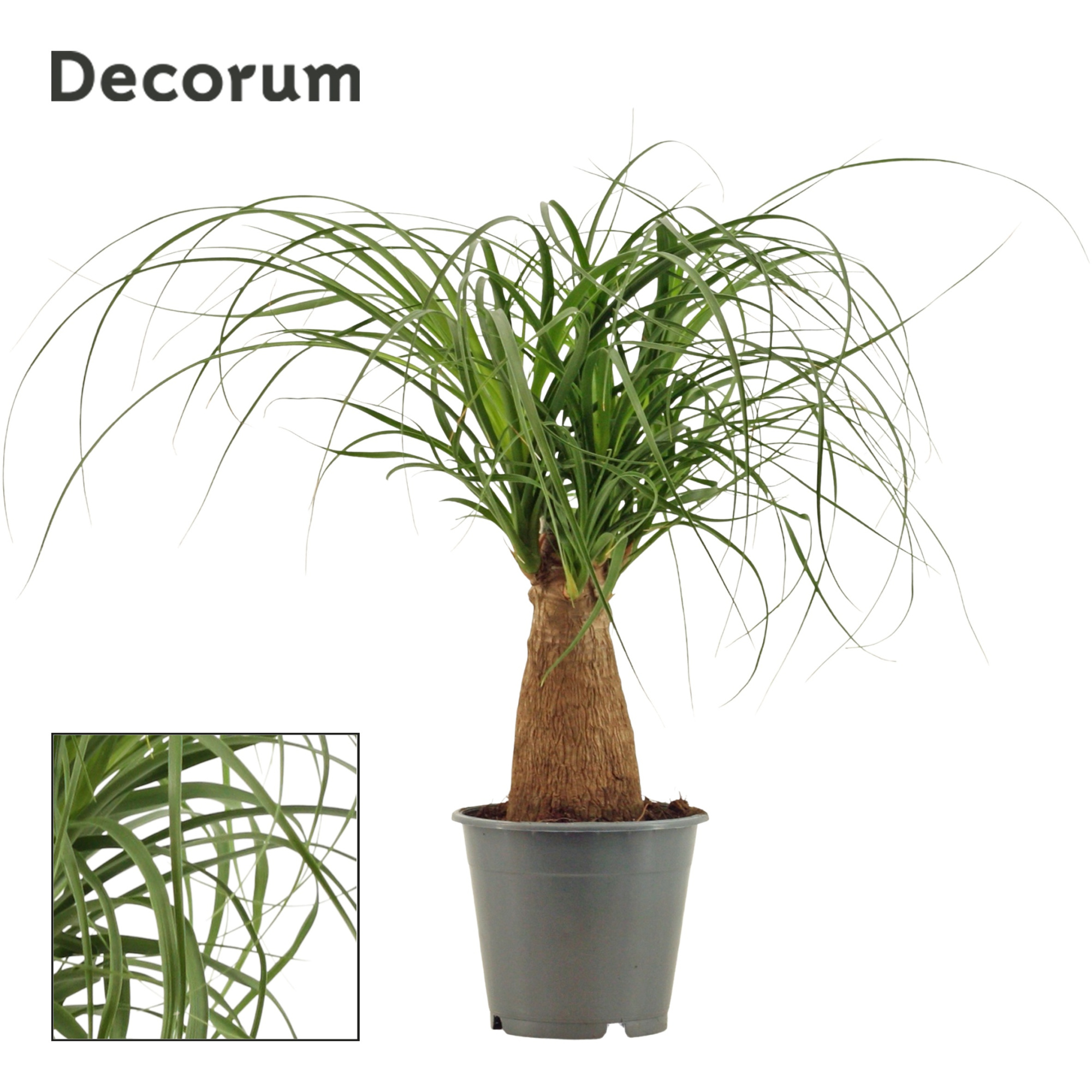 Beaucarnea recht 12 cm (Decorum), D 12 cm