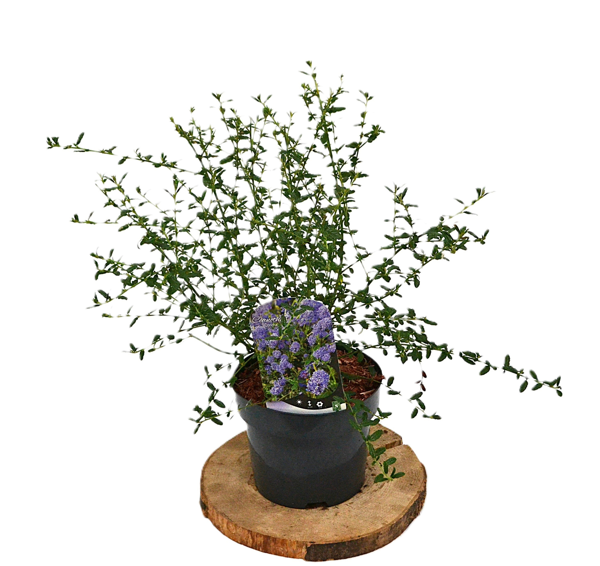 Ceanothus 'Concha' C3, D 19