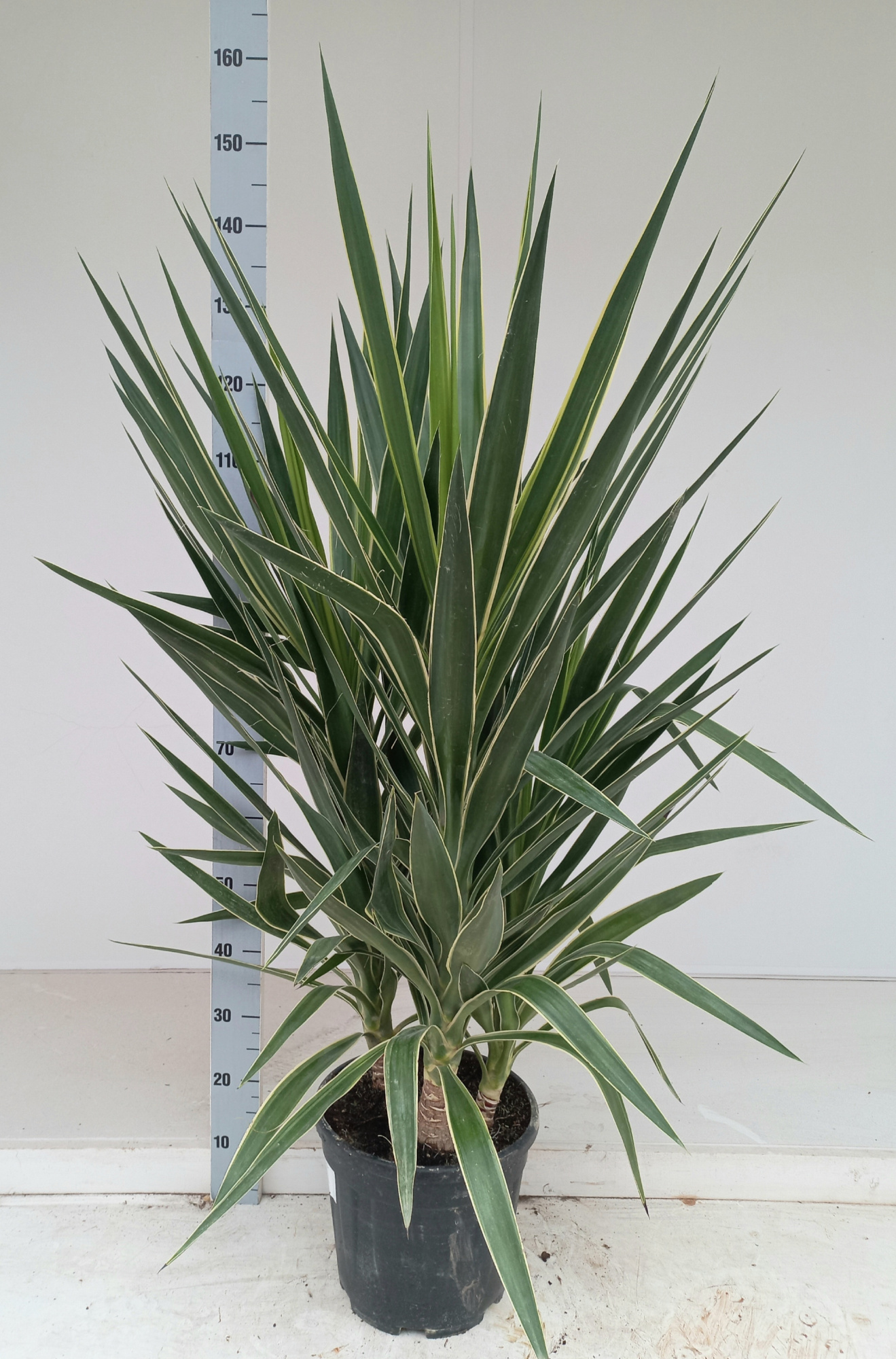 Yucca elephantipes puck P28 3PP, D 28