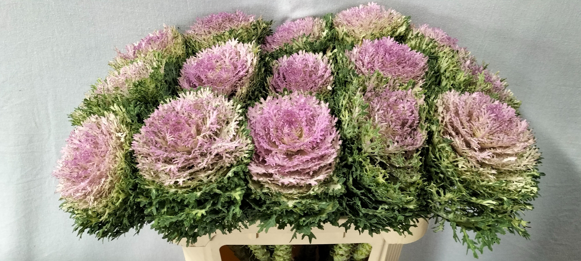 Брассика Крэйн Кинг 70, шт.