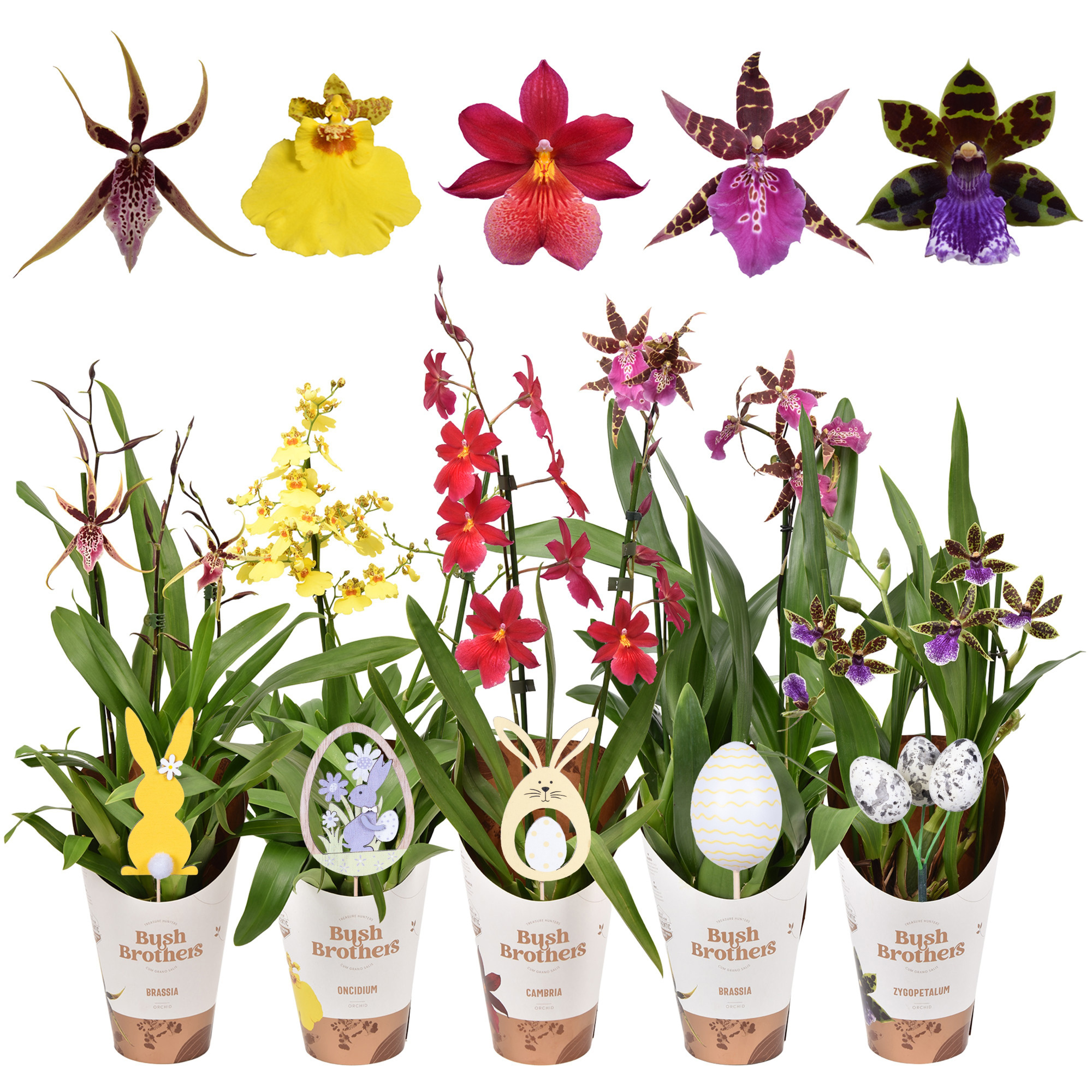 Orchideeën mix 2 tak met paas steker, D 12