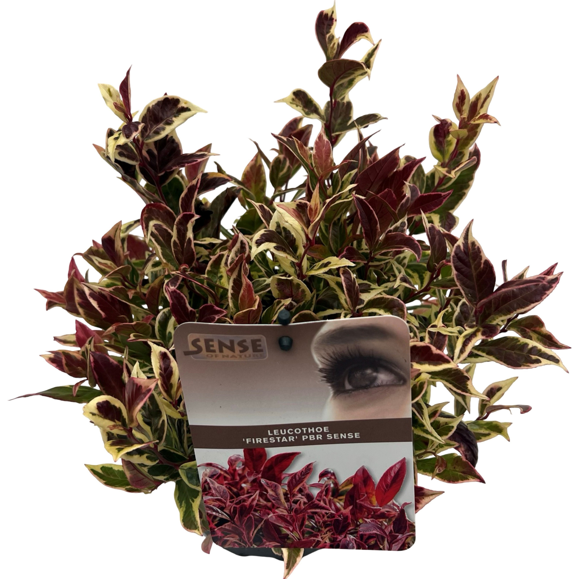 Leucothoe 'Fire Star' ® sense, D 17 cm