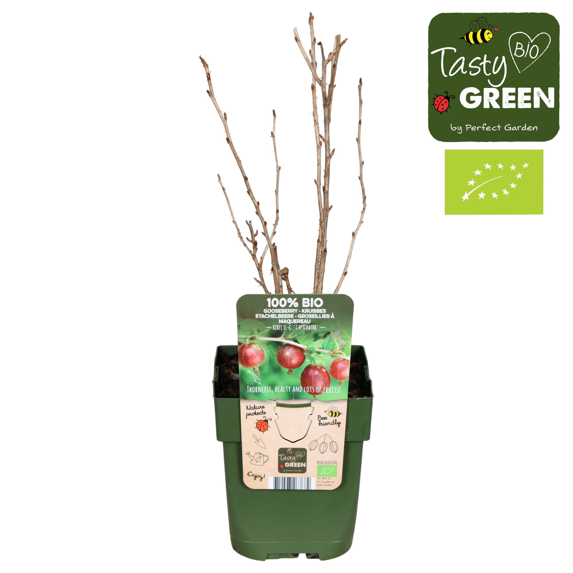 Ribes uva-crispa Captivator Bio P13, D 13 cm