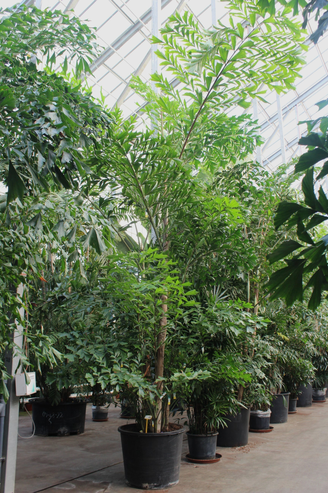 Caryota mitis, D 96 cm