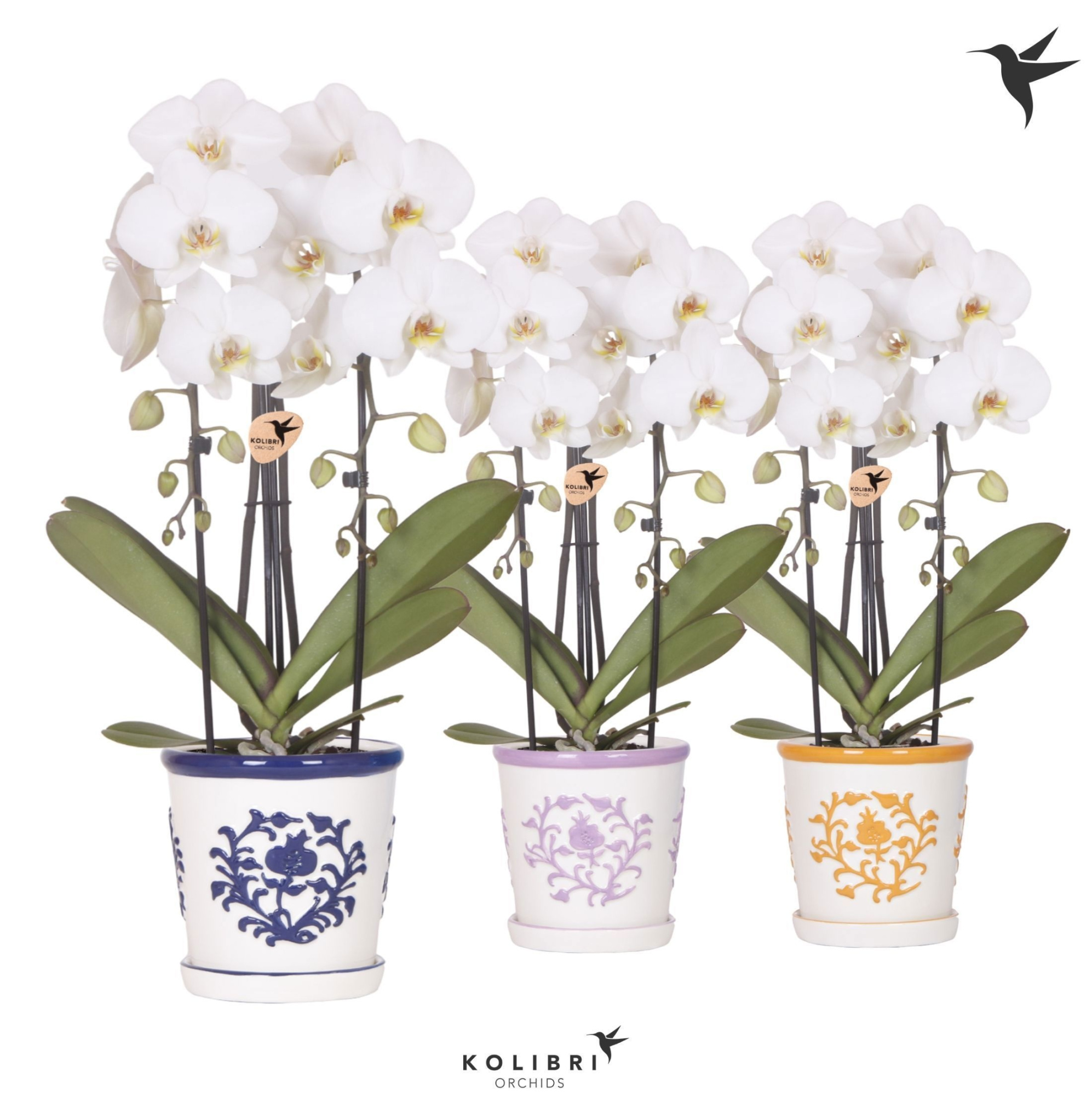 Kolibri Orchids Phalaenopsis Cascade Niagara Fall white 2 spike in Malaga pot mix, D 12