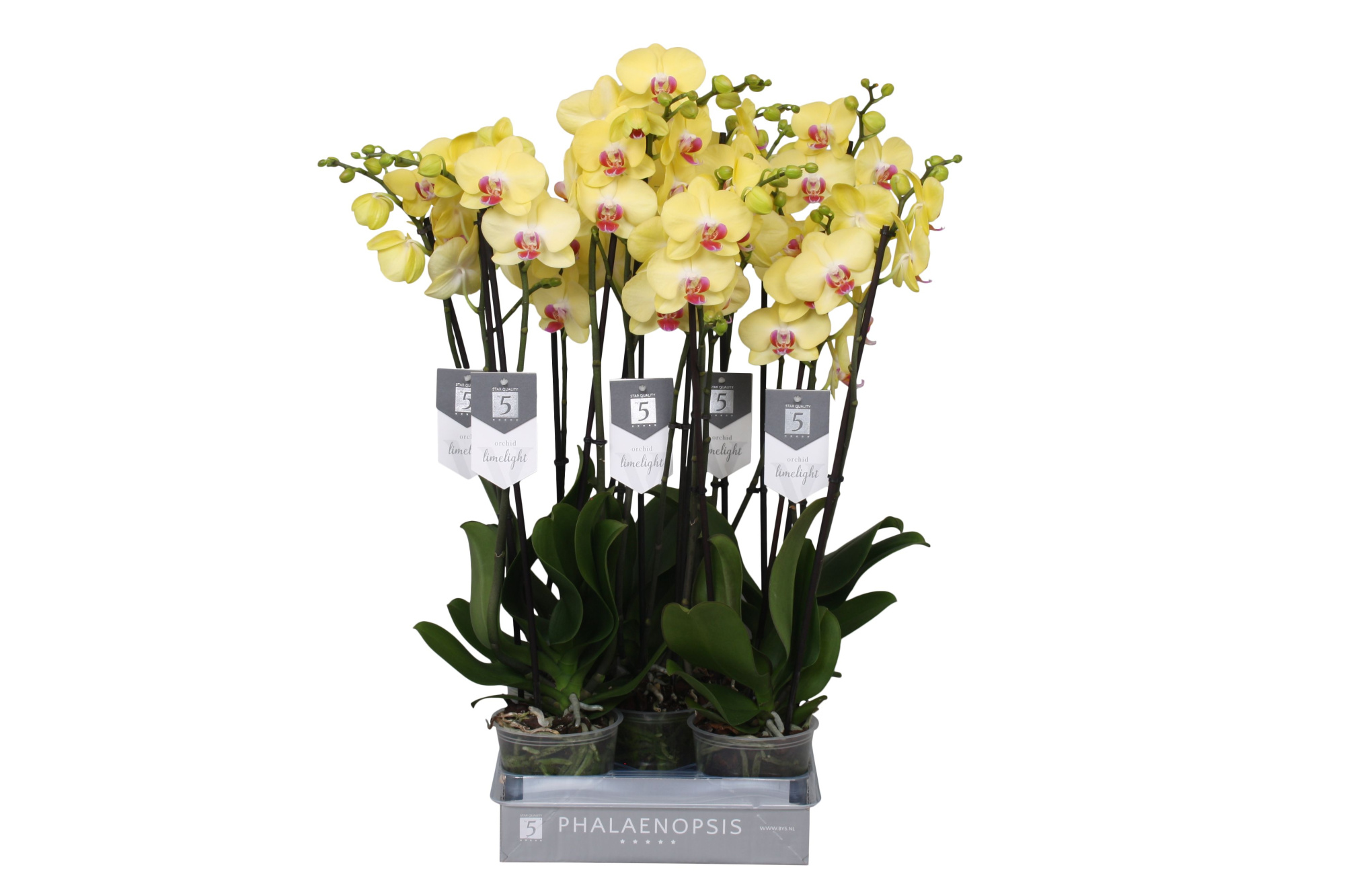 Phalaenopsis Limelight, 3-spike 18+, D 12