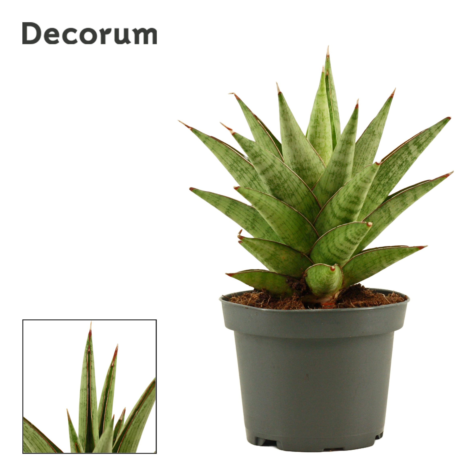Sansevieria Jewel Crown 9 cm (Decorum), D 9