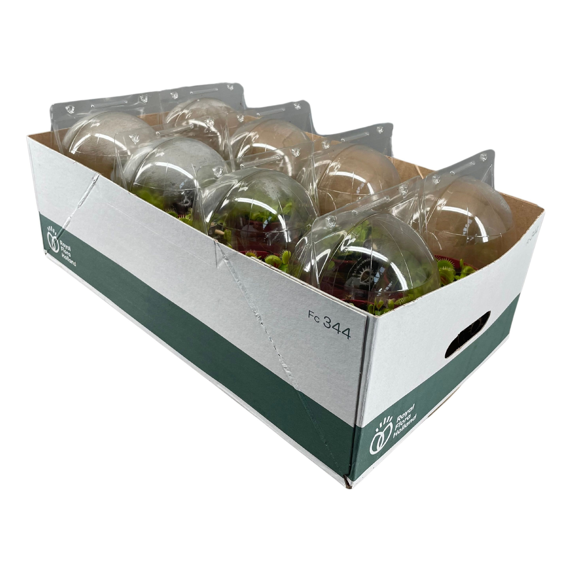 Dionaea Muscipula 12 cm in blister, D 12 cm