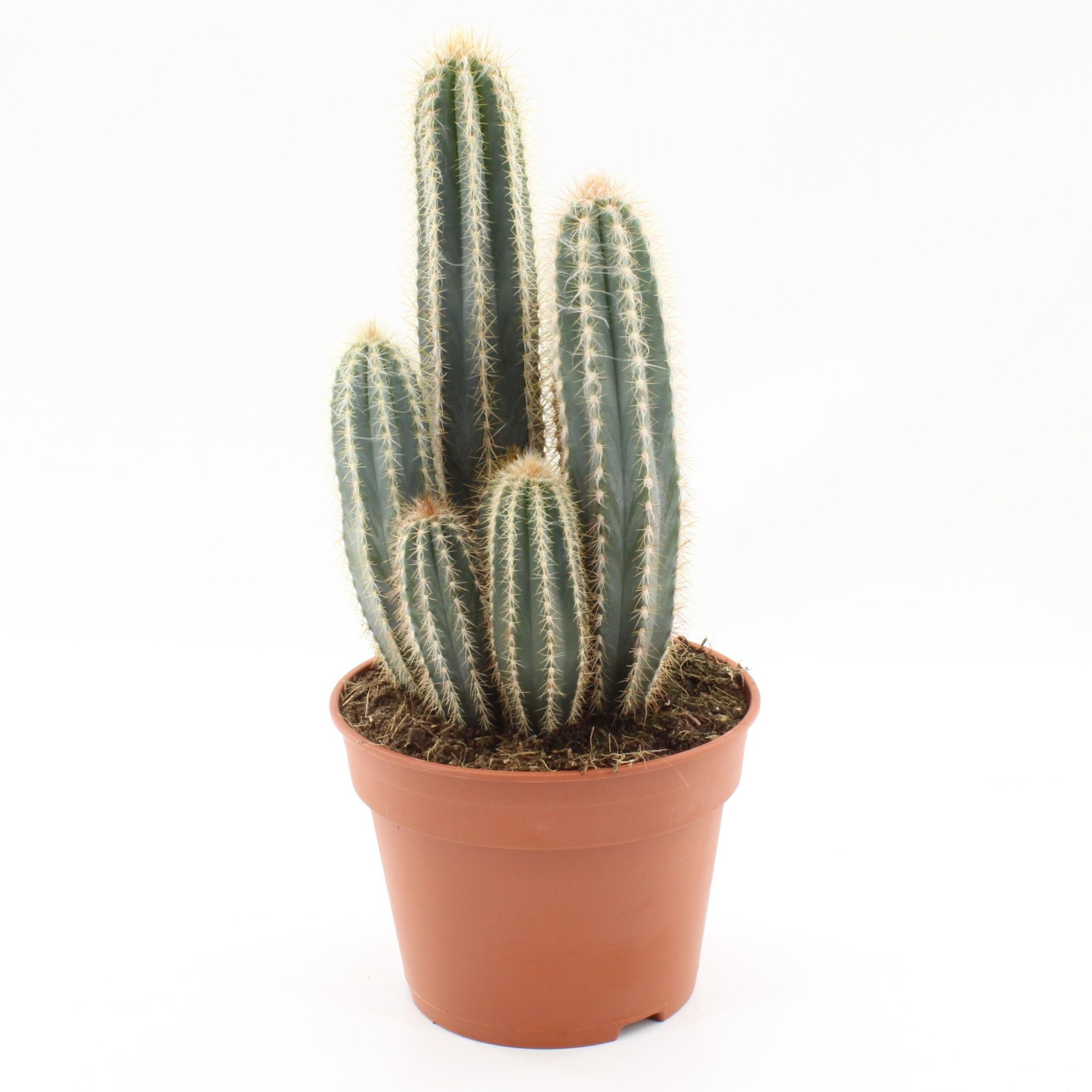 Pilosocereus odilensis p17, D 17 cm