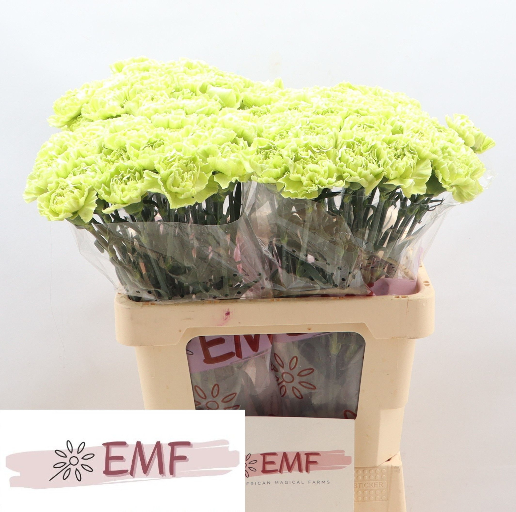 Диантус од. Грин Марти, шт.