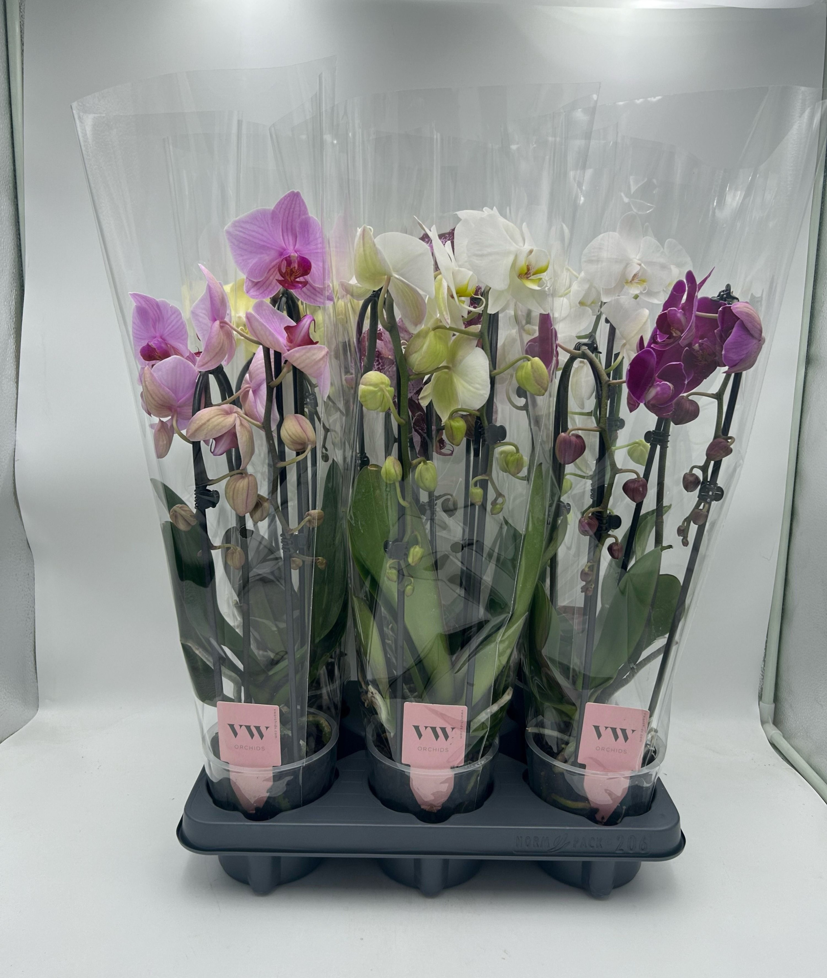 Phalaenopsis Cascade 2 tak gemengd, D 12 cm