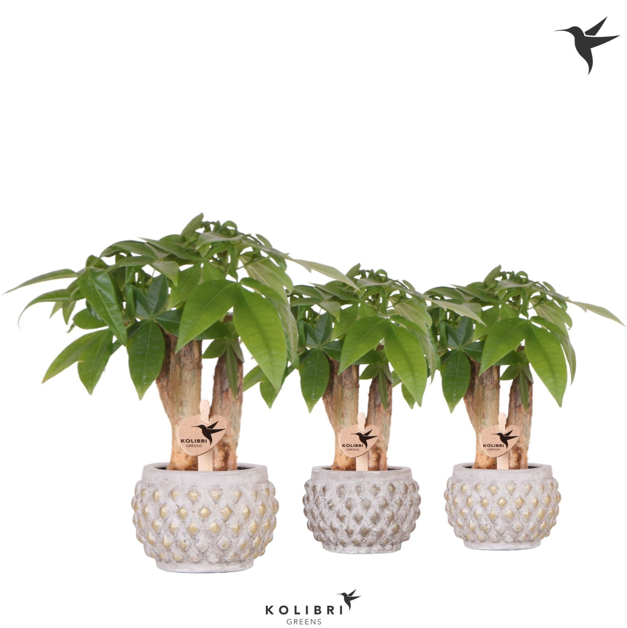 Kolibri Greens Pachira in Marrakesh pot gold copper mix, D 6